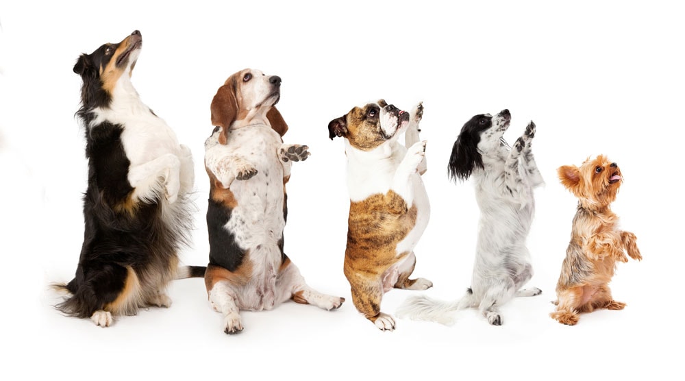 When Do Dogs Stop Growing? 7 Factors That Affect Growth - When Do Dog Paws Stop Growing