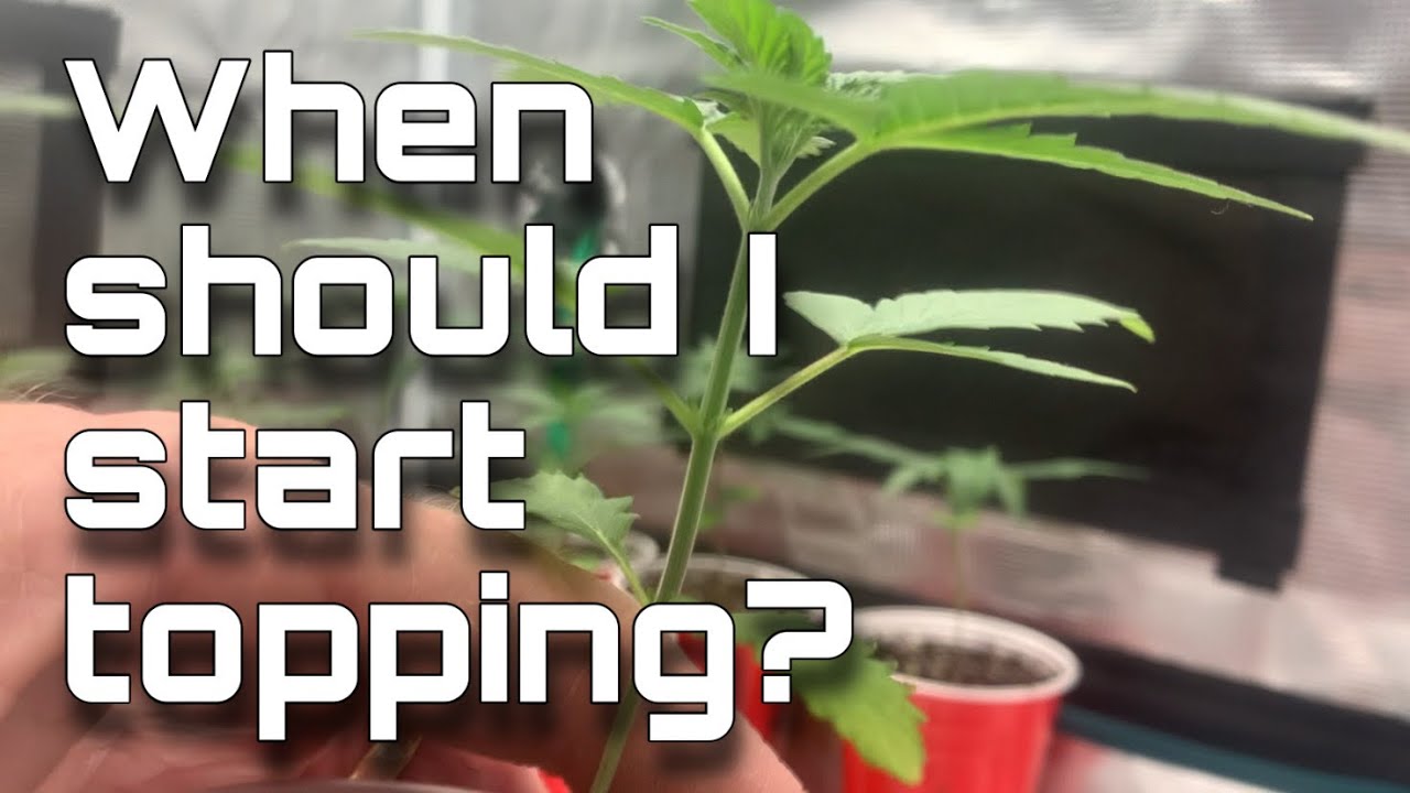 When Should I Start Topping? How to Top a CANNABIS plant - YouTube - When To Top A Marijuana Plant