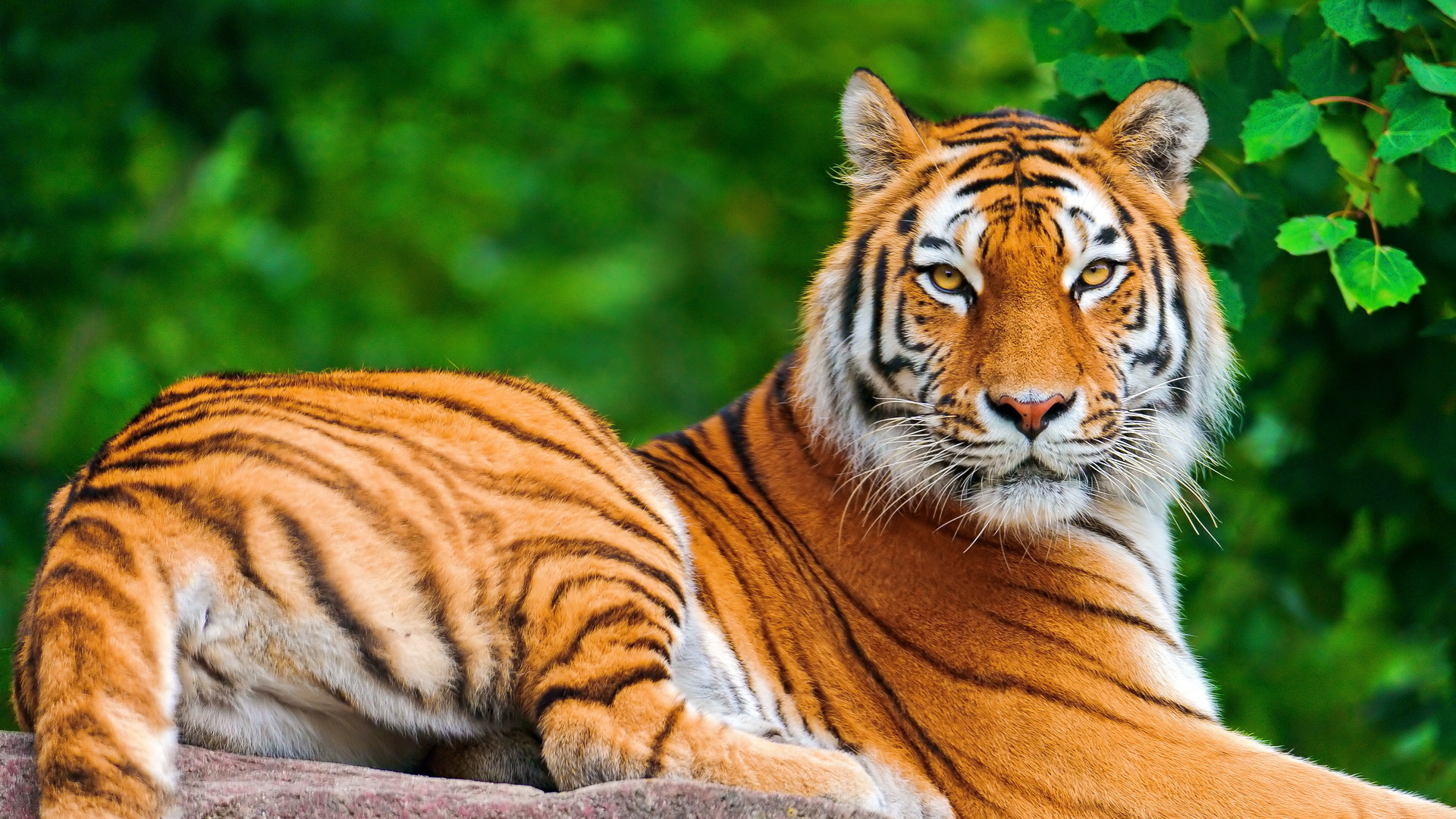 Wild Animals Wallpaper HD Free Download - Wild N Out Tickets Atlanta Ga