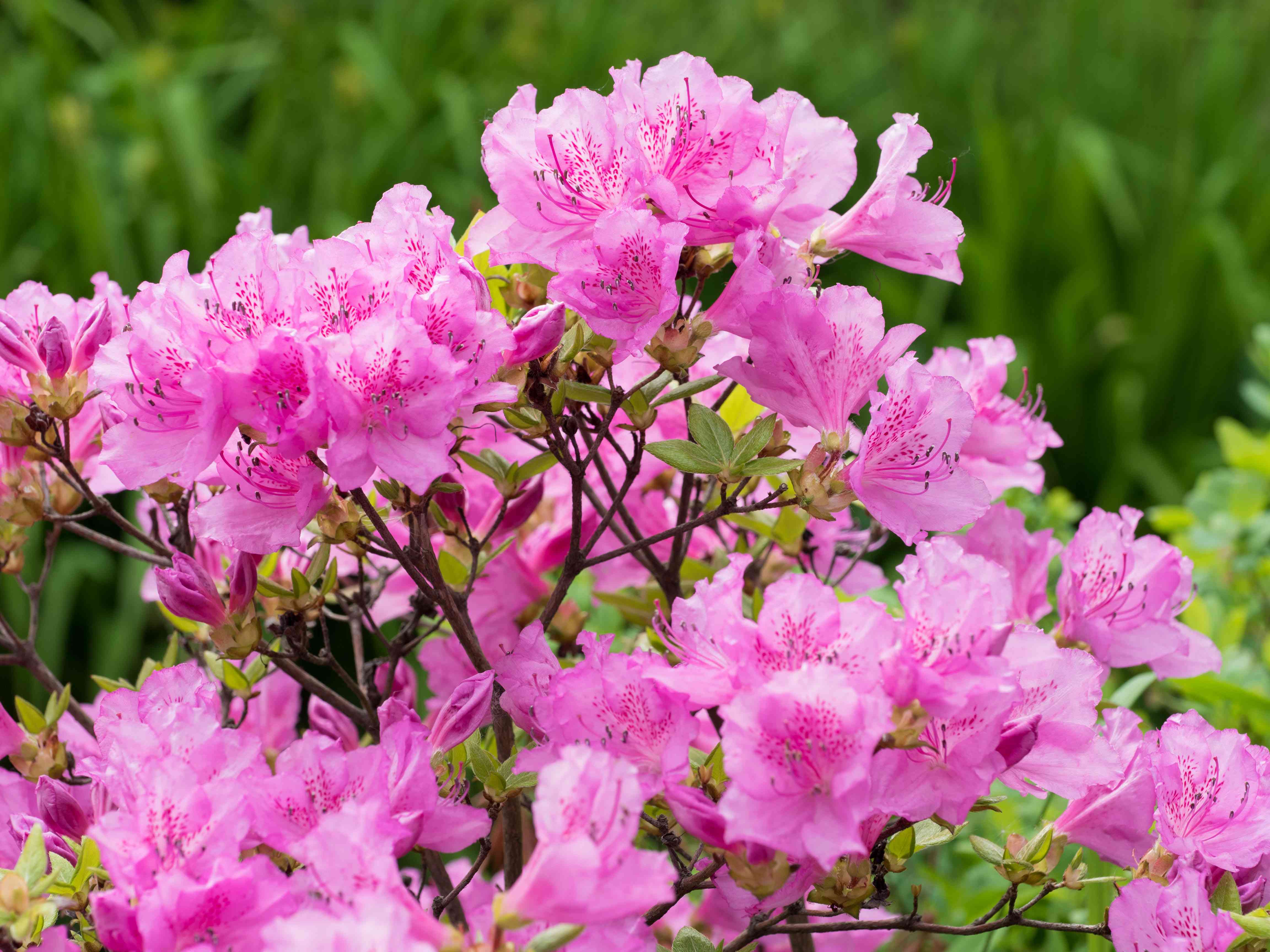 10 Types of Azaleas for the Flower Garden - Azalea Park - A Provincial Senior Living Community