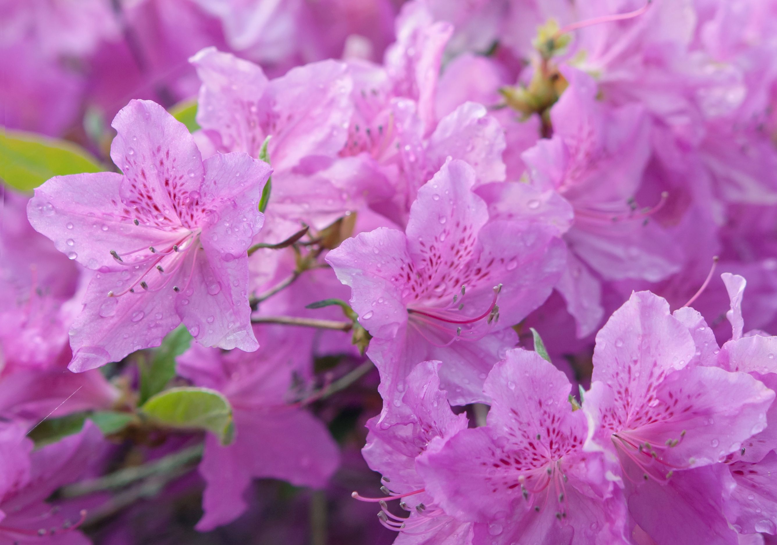 10 Types of Azaleas for Your Flower Garden - Azalea Park - A Provincial Senior Living Community