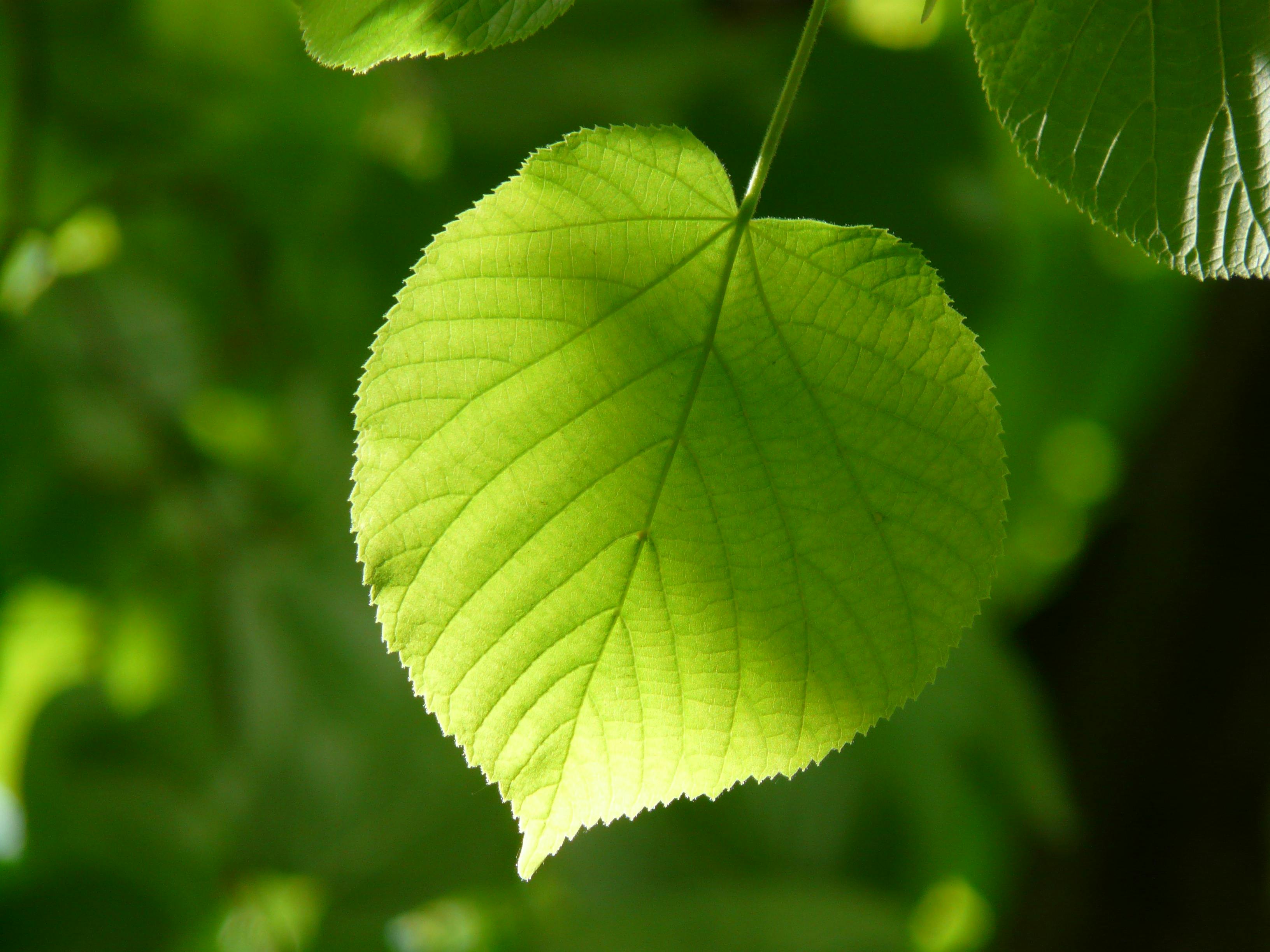 1000+ Interesting Leaf Photos · Pexels · Free Stock Photos - Leaf Home Water Solutions Reviews Consumer Reports