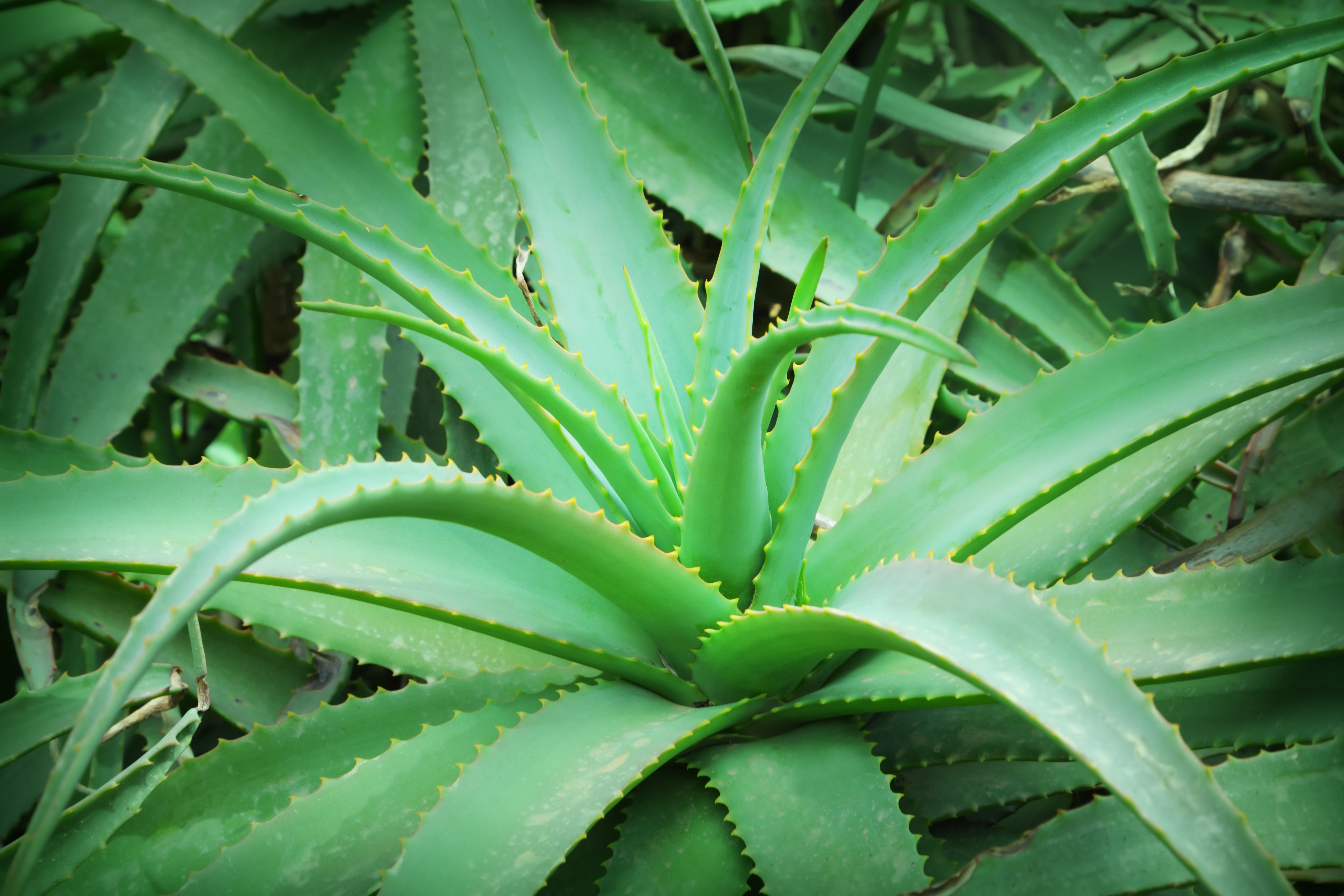 Aloe Cadabra Natural Aloe Water-based Lube
