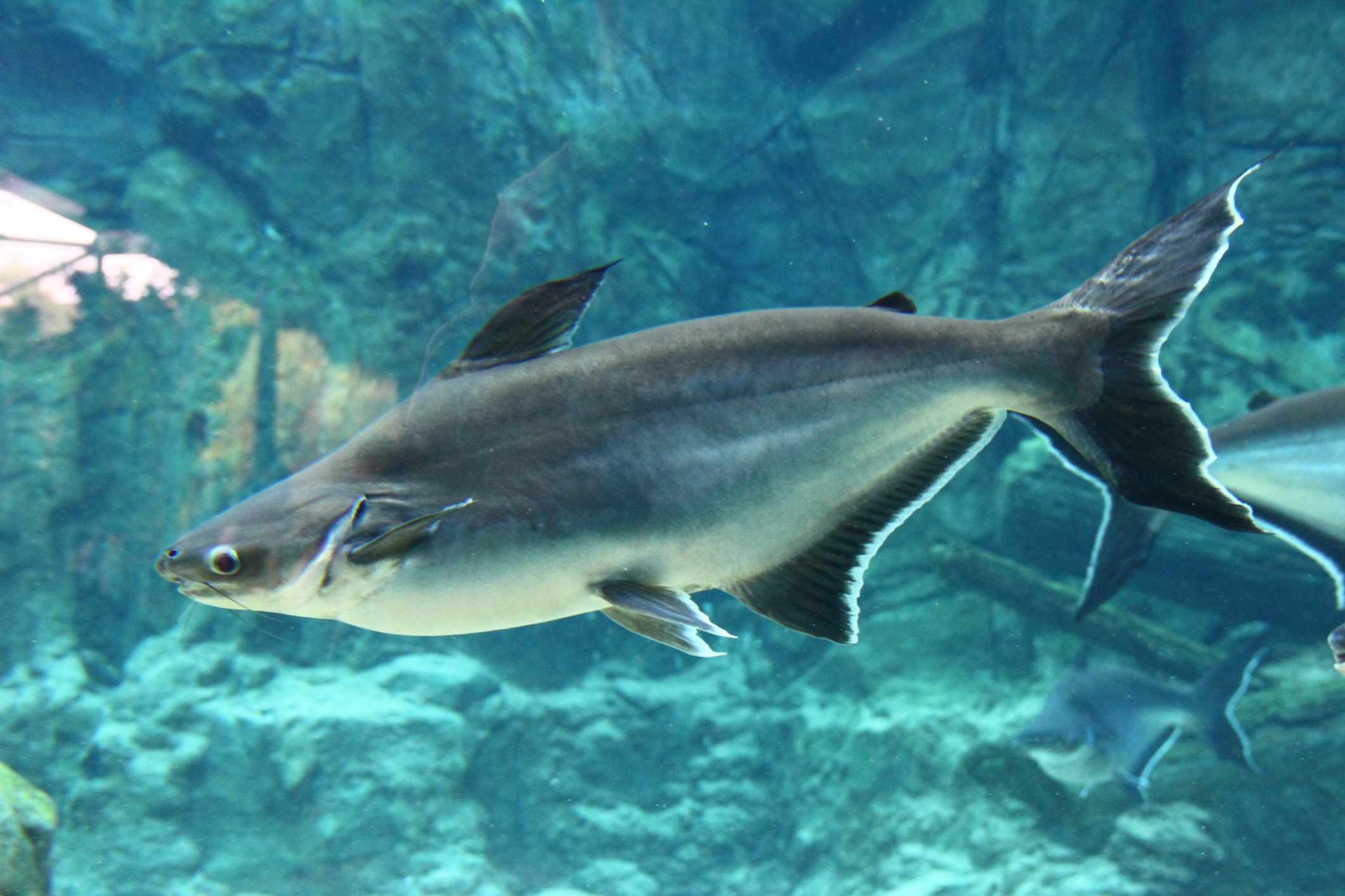 11 Largest Freshwater Fish in the World - Huge Win Casino No Deposit Bonus