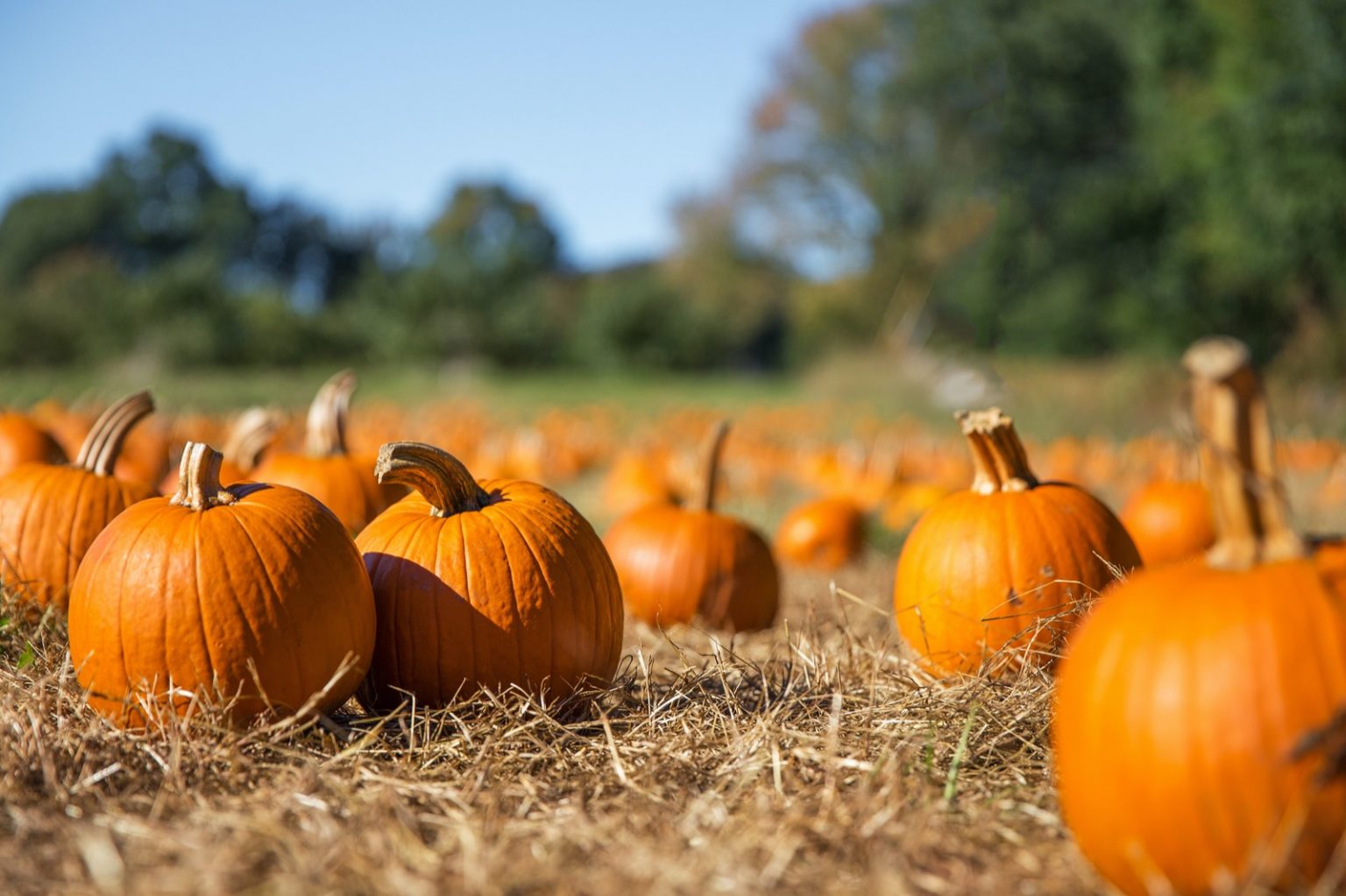 Pumpkin Seed Oil For Hair Near Me