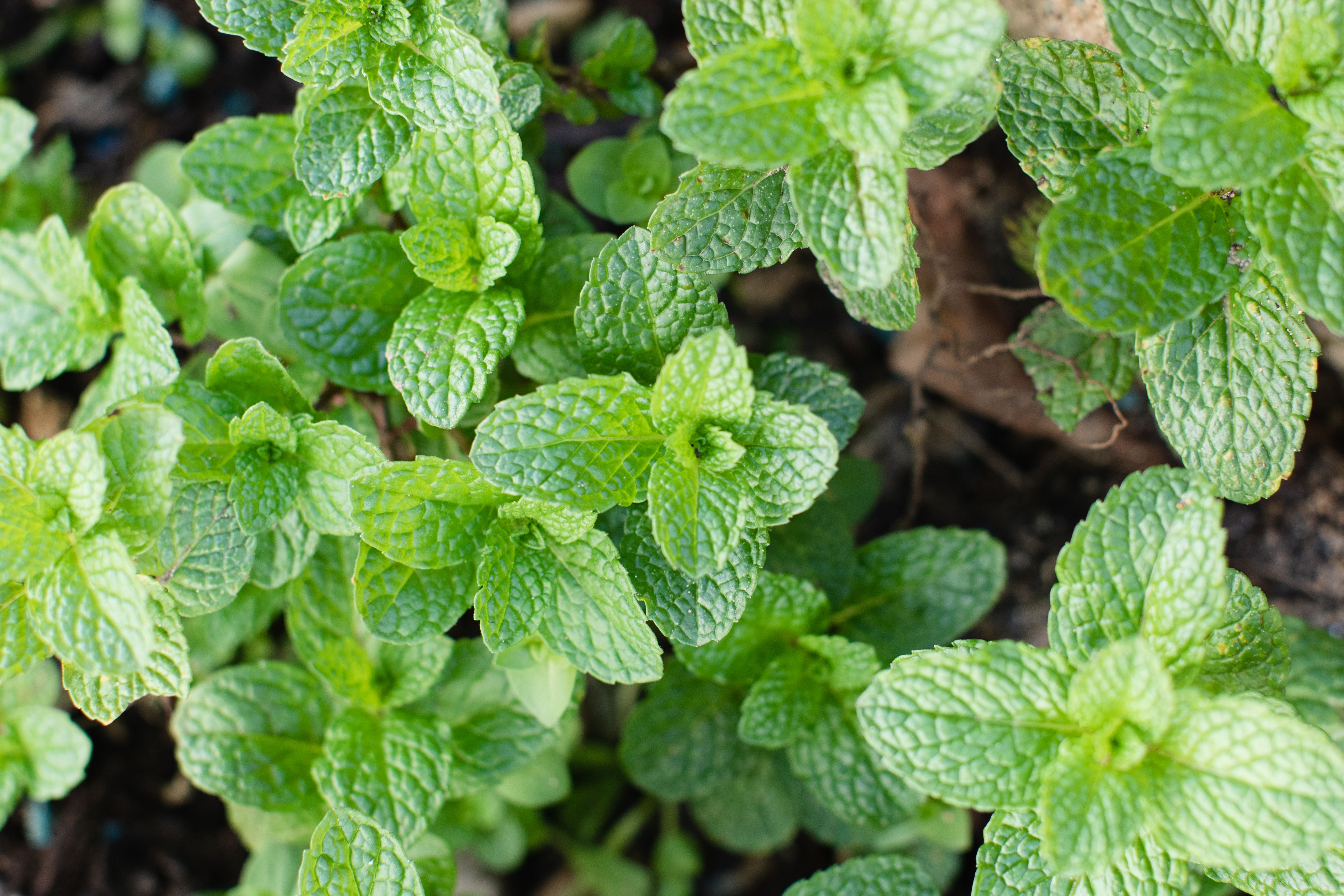 11 Types of Mint to Grow in Your Garden - Mints To Make Your Mouth Water