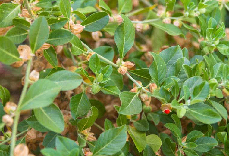 12 Amazing Ashwagandha Benefits for Men | Nootrilab - Does Ashwagandha Interfere With Birth Control