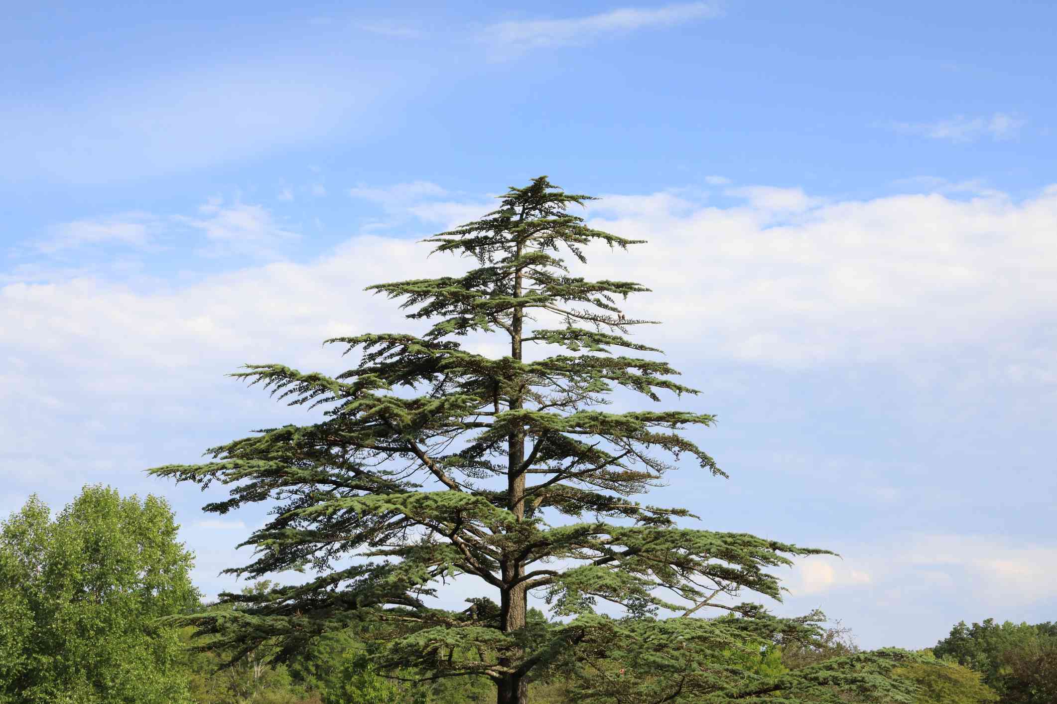 12 Cedar Tree Species for Your Yard - Cedar Crest Senior Living Community Directory