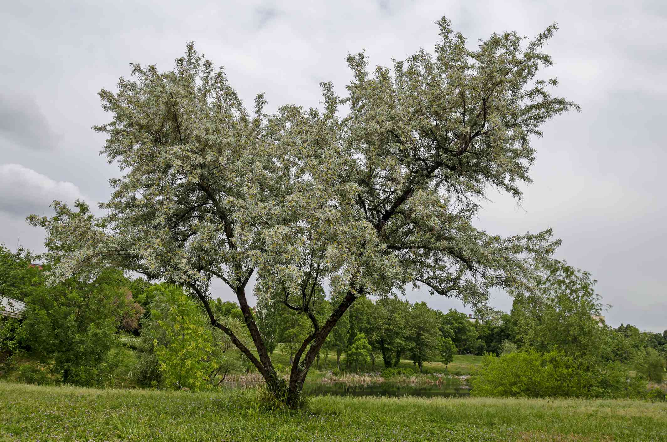 12 Common Species of Willow Trees and Shrubs - Willow Bridge Property Company Email Format