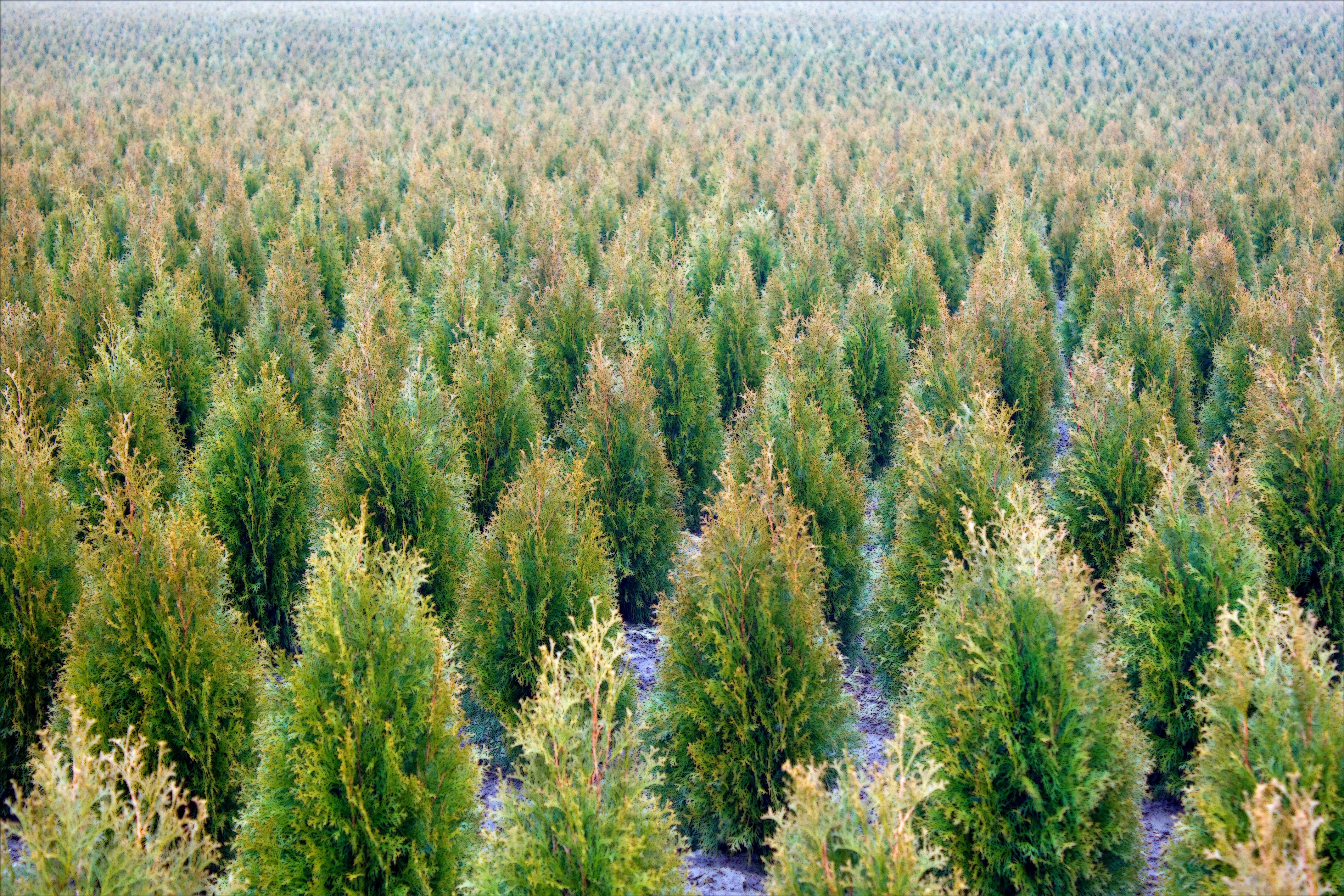 12 Popular Evergreen Shrubs - Evergreen Wings And Waves Waterpark Coupons