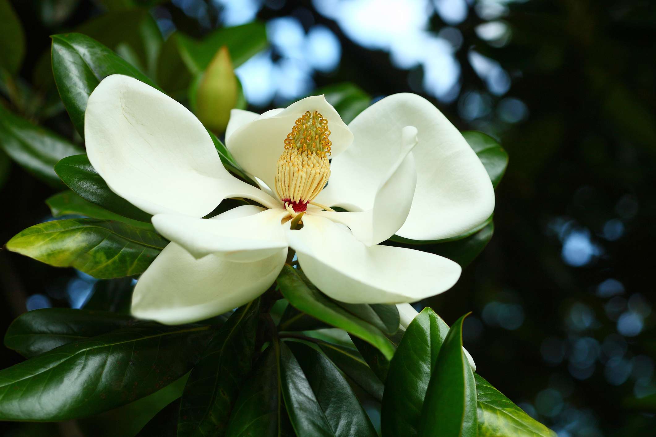 12 Popular Types of Magnolia Trees and Shrubs - Magnolia Ube Ice Cream Near Me
