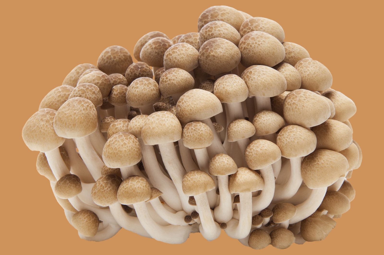 Does Mushroom Coffee Help With Erectile Dysfunction