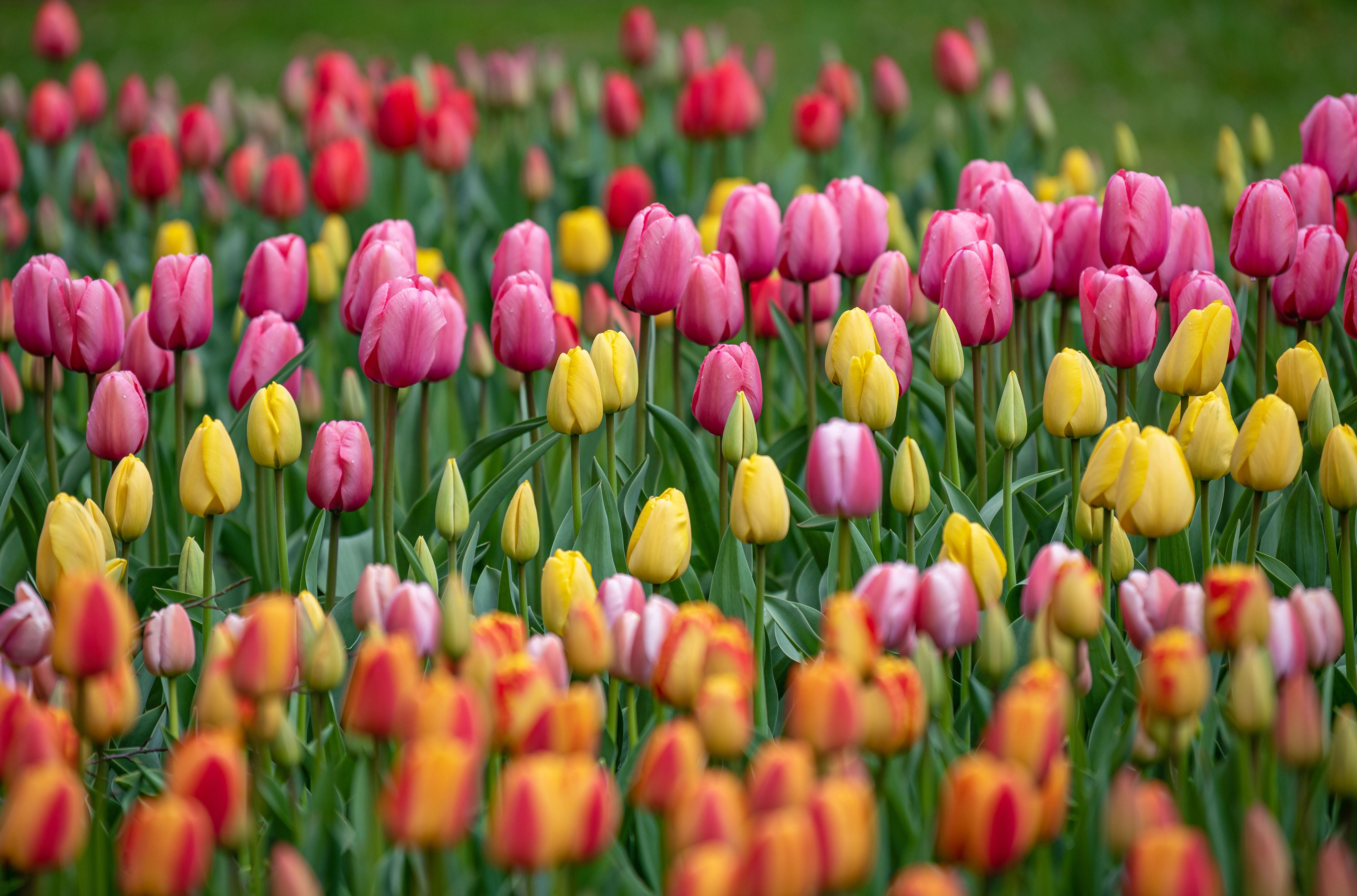 14 Types of Tulips for Your Garden - Tulip Festival Street Fair Mount Vernon Wa