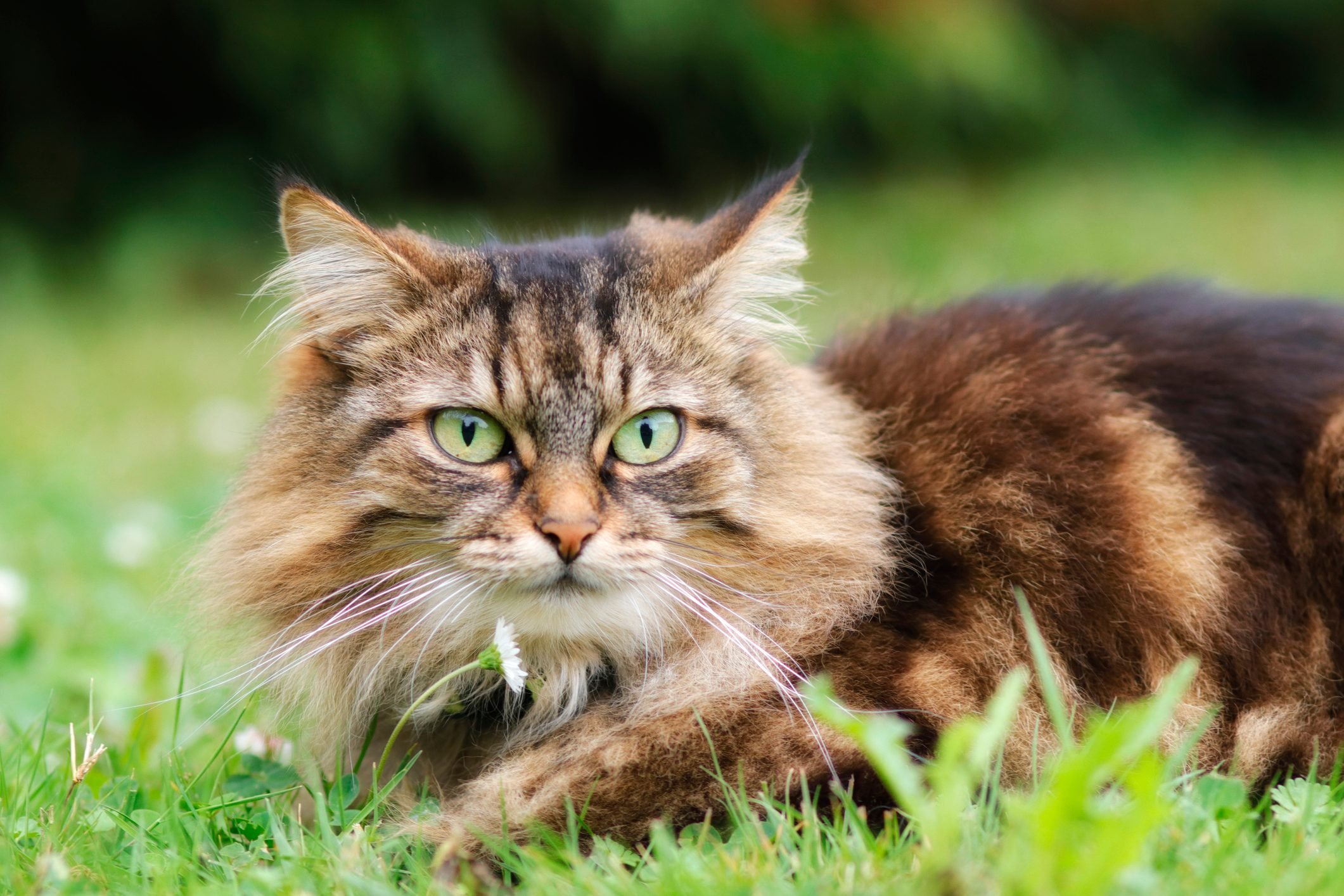 Do Cats Need Wet Food Everyday