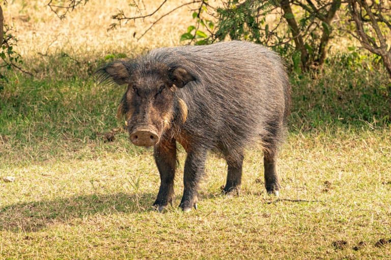 17 Giant Forest Hog Facts - Fact Animal - Hog Valley Rv & Treehouse Resort