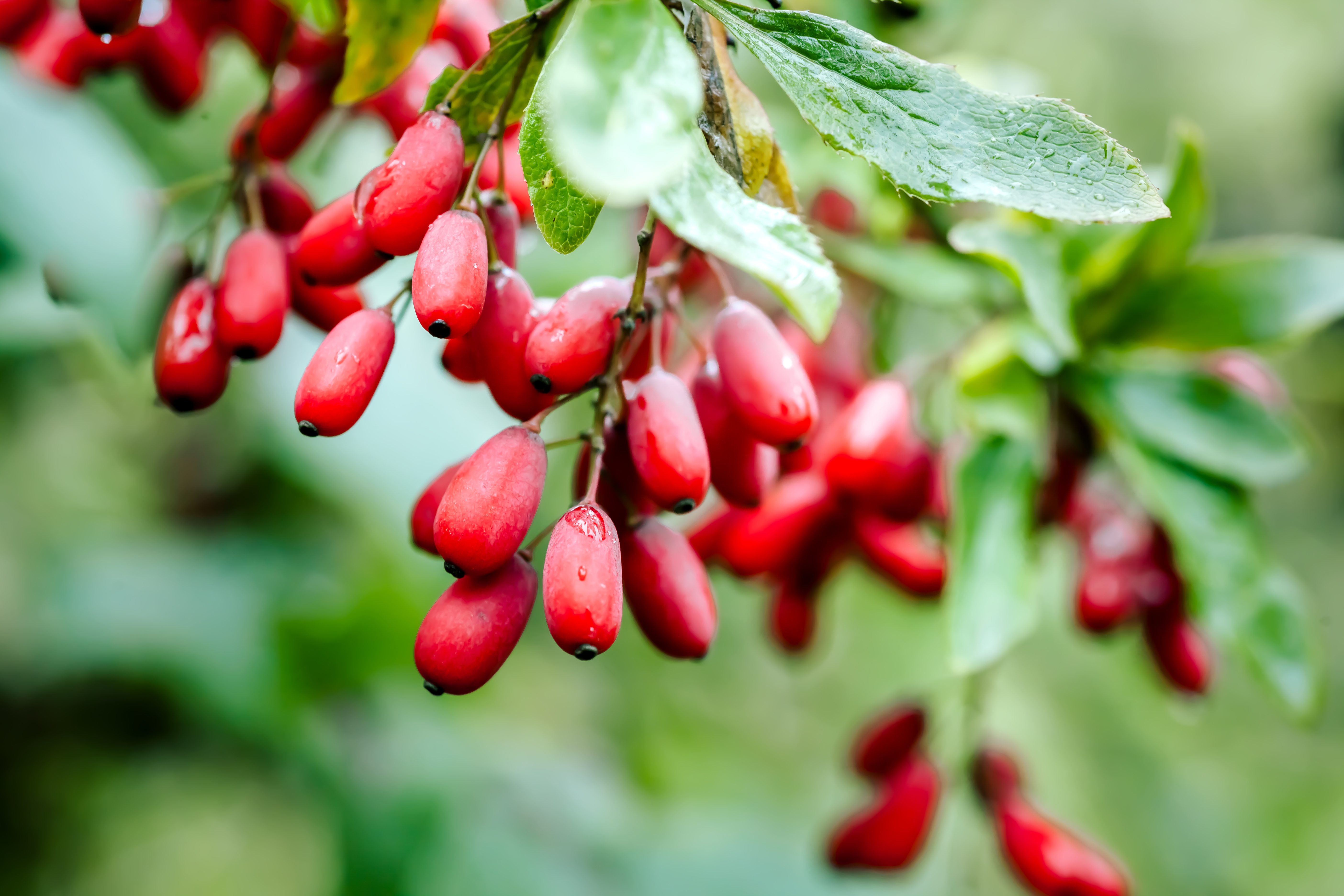Berberine And Apple Cider Vinegar Together