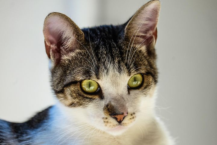 Cat Keeps Going To The Litter Box