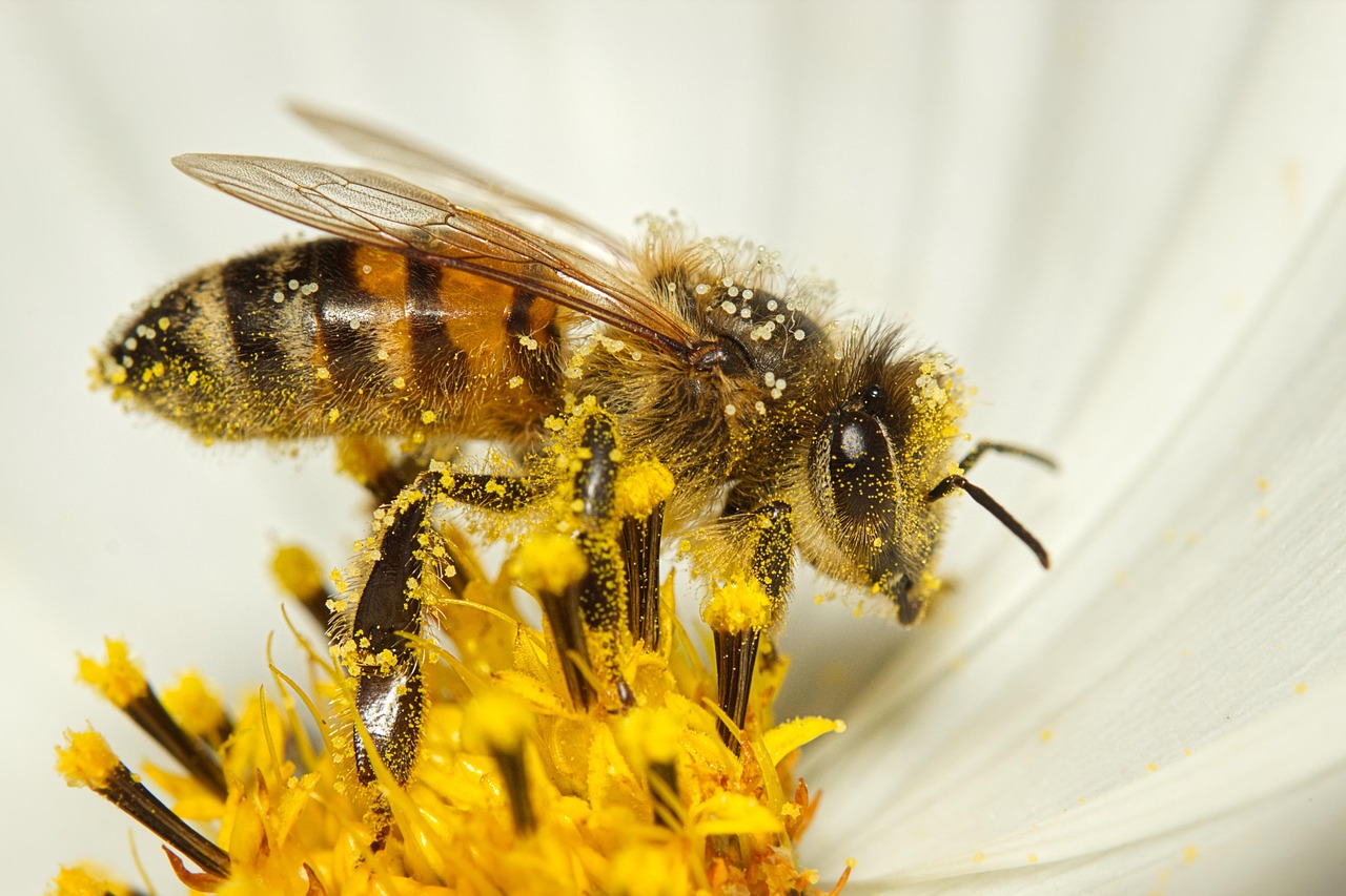 20,000+ Free Bee Ensom & Bee Images - Pixabay - Bee Venom Skin Tag Remover Reviews Consumer Reports
