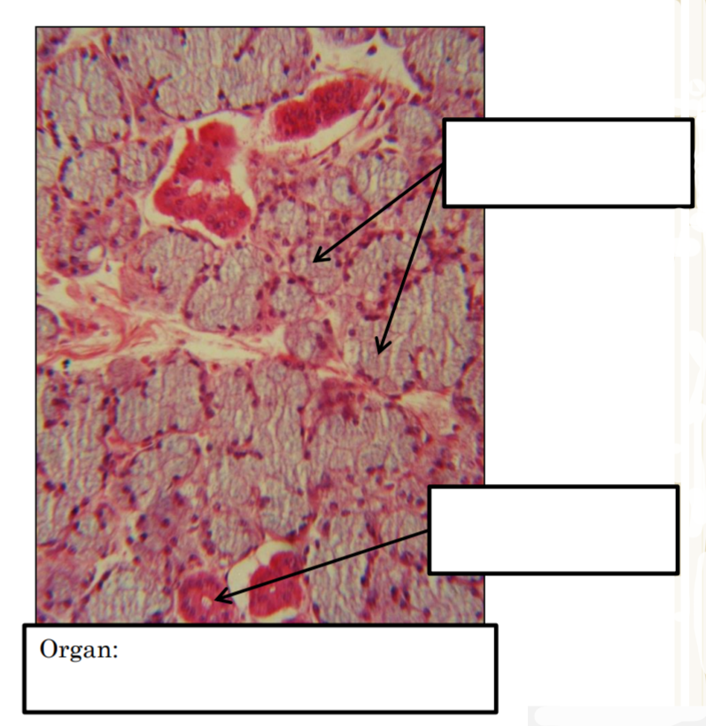 Label The Structures Associated With A Hair Follicle