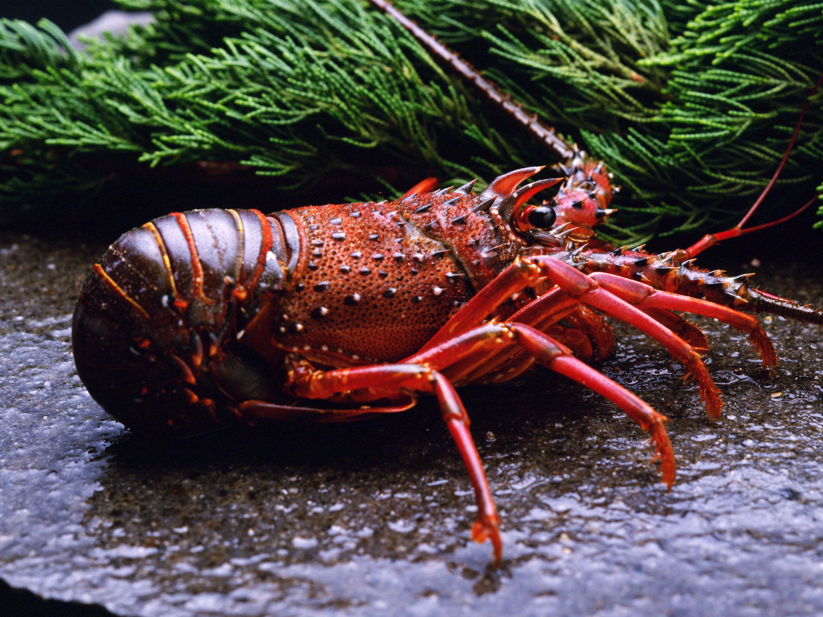 Crustacean Beverly Hills Beverly Hills Ca