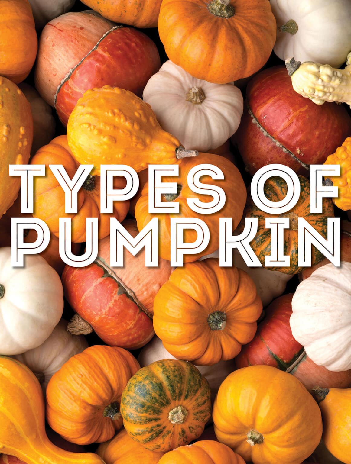 22 Types of Pumpkin From A to Z (With Photos!) | Live Eat Learn - Pumpkin Seed Oil For Hair Near Me