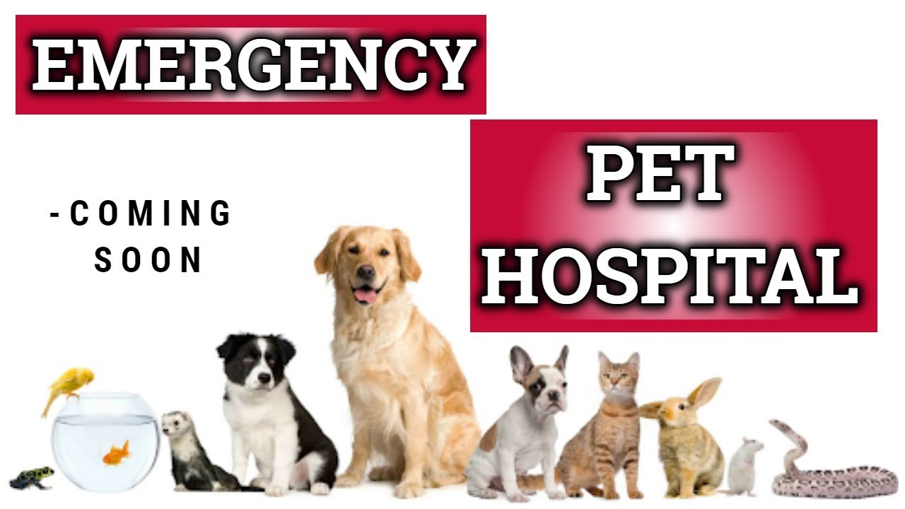 24 hour emergency vet Hollywood ca- 24 hour pet hospital- emergency pet - Rise Pet Health Emergency & Specialty Hospital