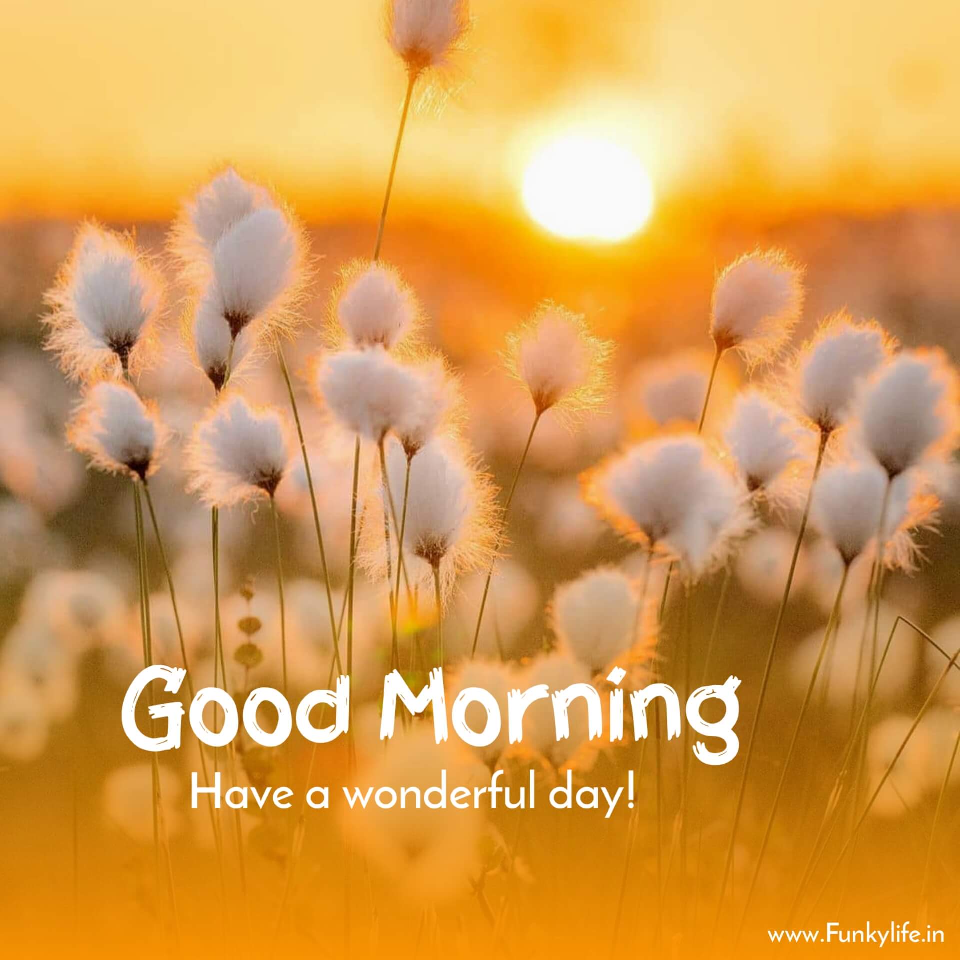 250+ Good Morning Images, Pictures & Beautiful Morning Wishes 2021 - Morning Kick Reviews And Complaints Consumer Reports