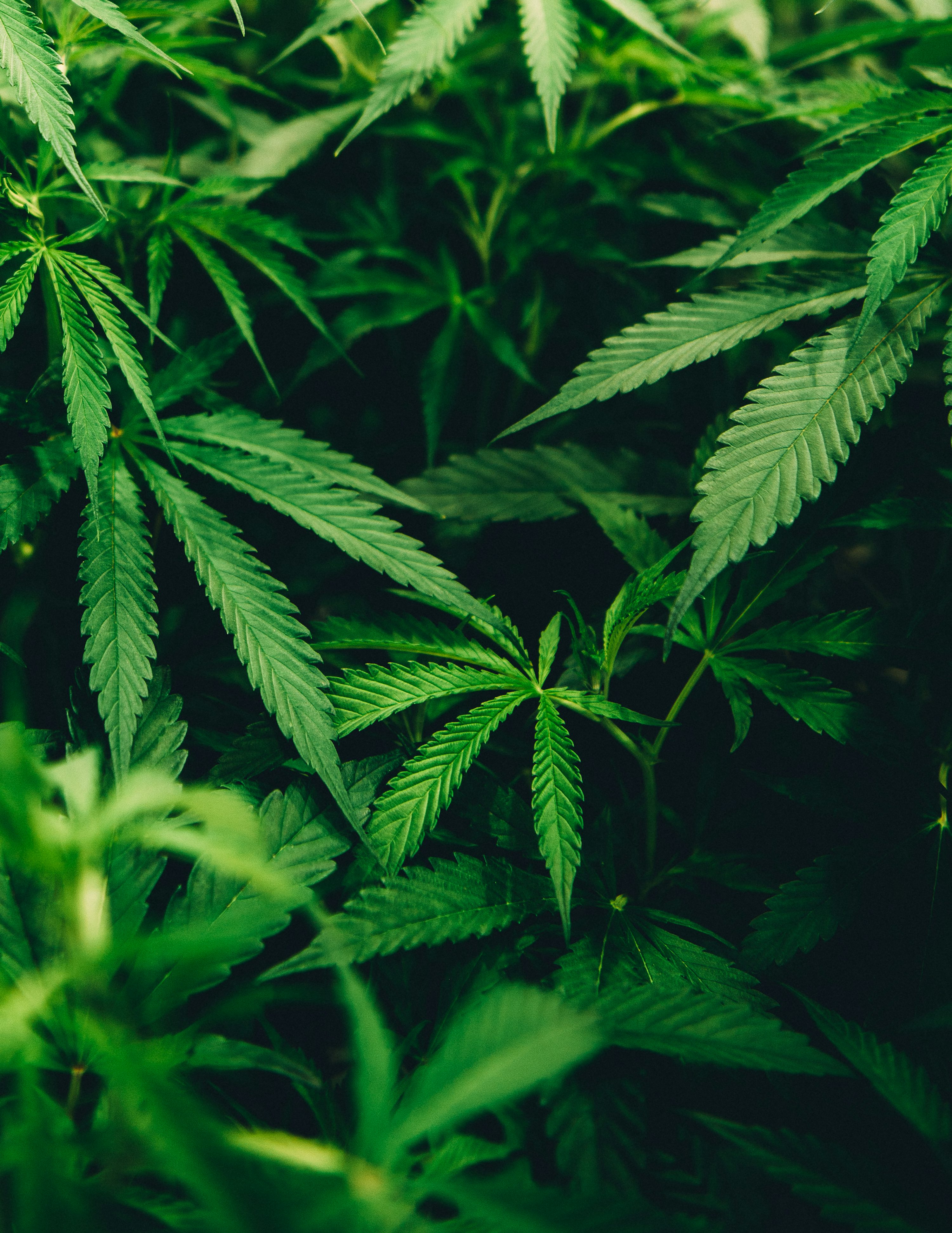 270+ Cannabis Pictures | Download Free Images on Unsplash - Marijuana Seeds For Sale Near Me