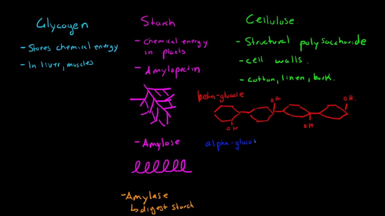 Select All Of The Following That Are Polysaccharides.