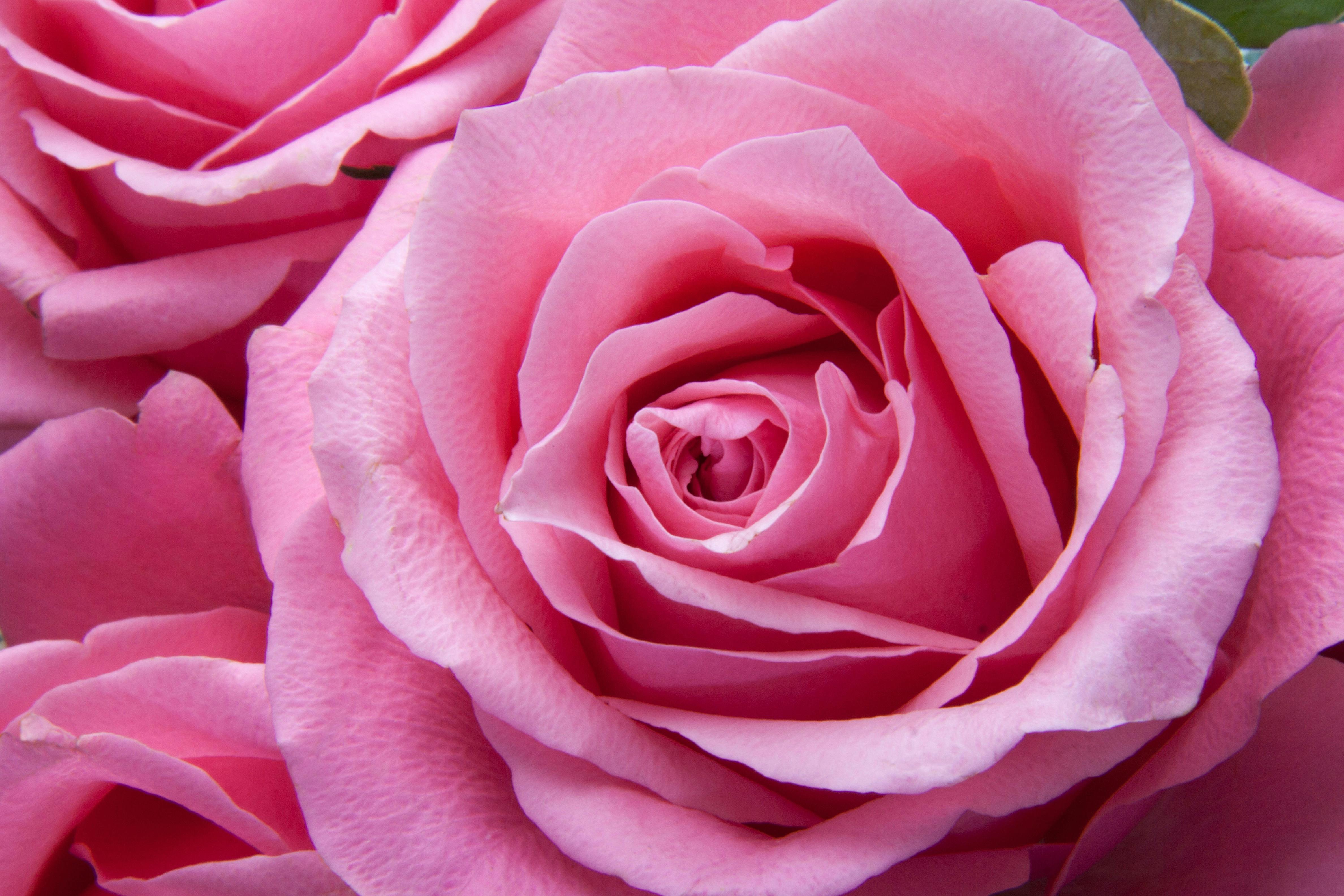 Rose In Water Globe How Long Does It Last