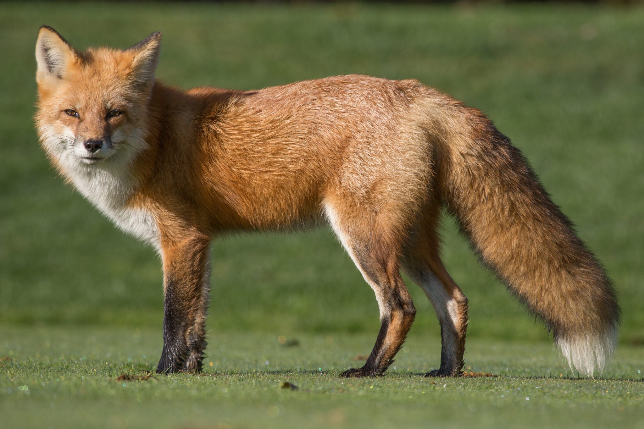 310 Clever Fox Names for the Playful Trickster - Animal Hype - Fox Valley Volkswagen Schaumburg Schaumburg Il