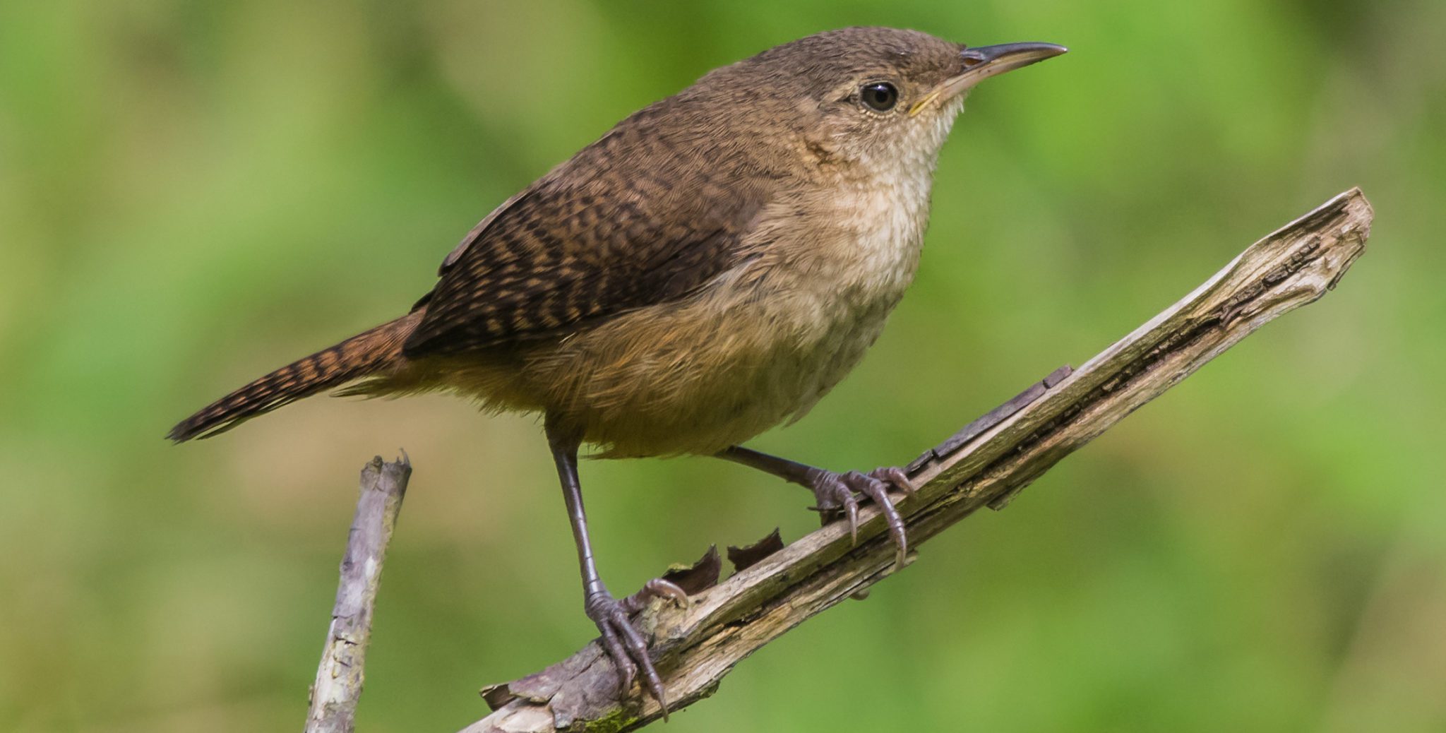 35 MOST Common Birds in Rhode Island! (2024) - Bird Watching HQ - Bird House With Camera And App