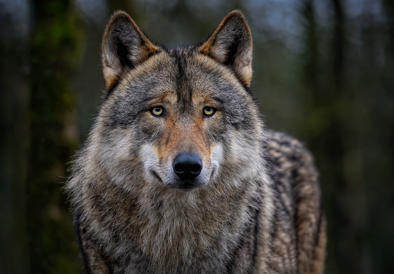 4,000+ Free Mandala Wolf & Wolf Photos - Pixabay - Wolf Haldenstein Adler Freeman & Herz Llp