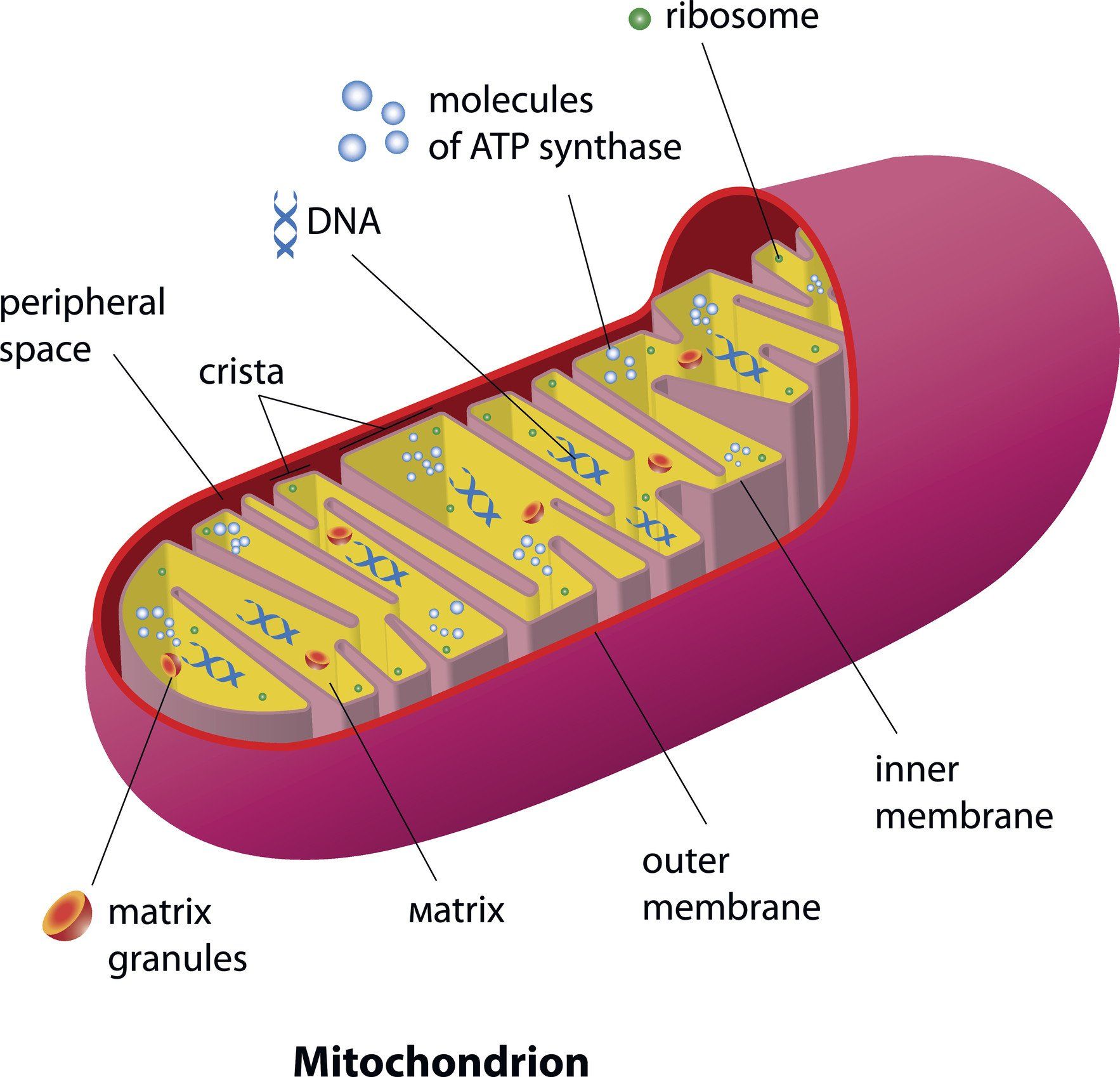 5 Ways To Improve Your Health By Boosting Mitochondria | How to - Select All Of The True Statements Regarding Mitochondria.