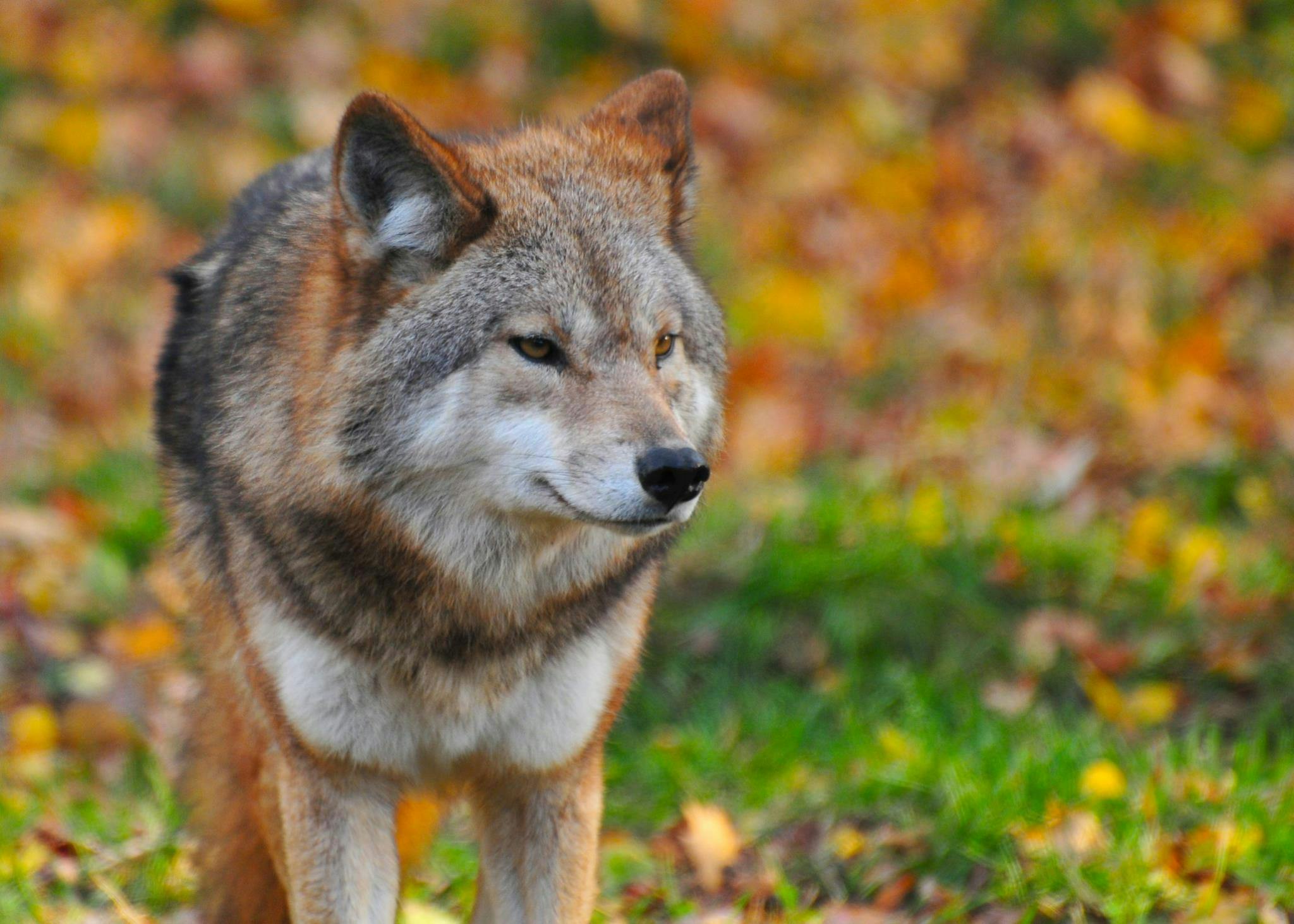 50+ Breathtaking Wolf Photos · Pexels · Free Stock Photos - Wolf Haldenstein Adler Freeman & Herz Llp