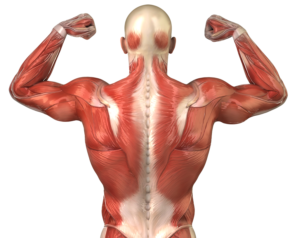 8 Best Back Exercises for Strength, Mass, and More - Back To The Future Logo Generator