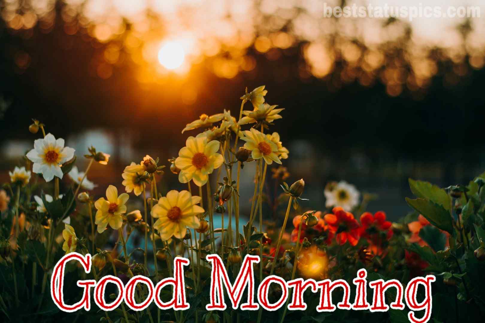 911+ Beautiful Good Morning Nature HD Images Pics [2021] | Best Status Pics - Morning Kick Reviews And Complaints Consumer Reports