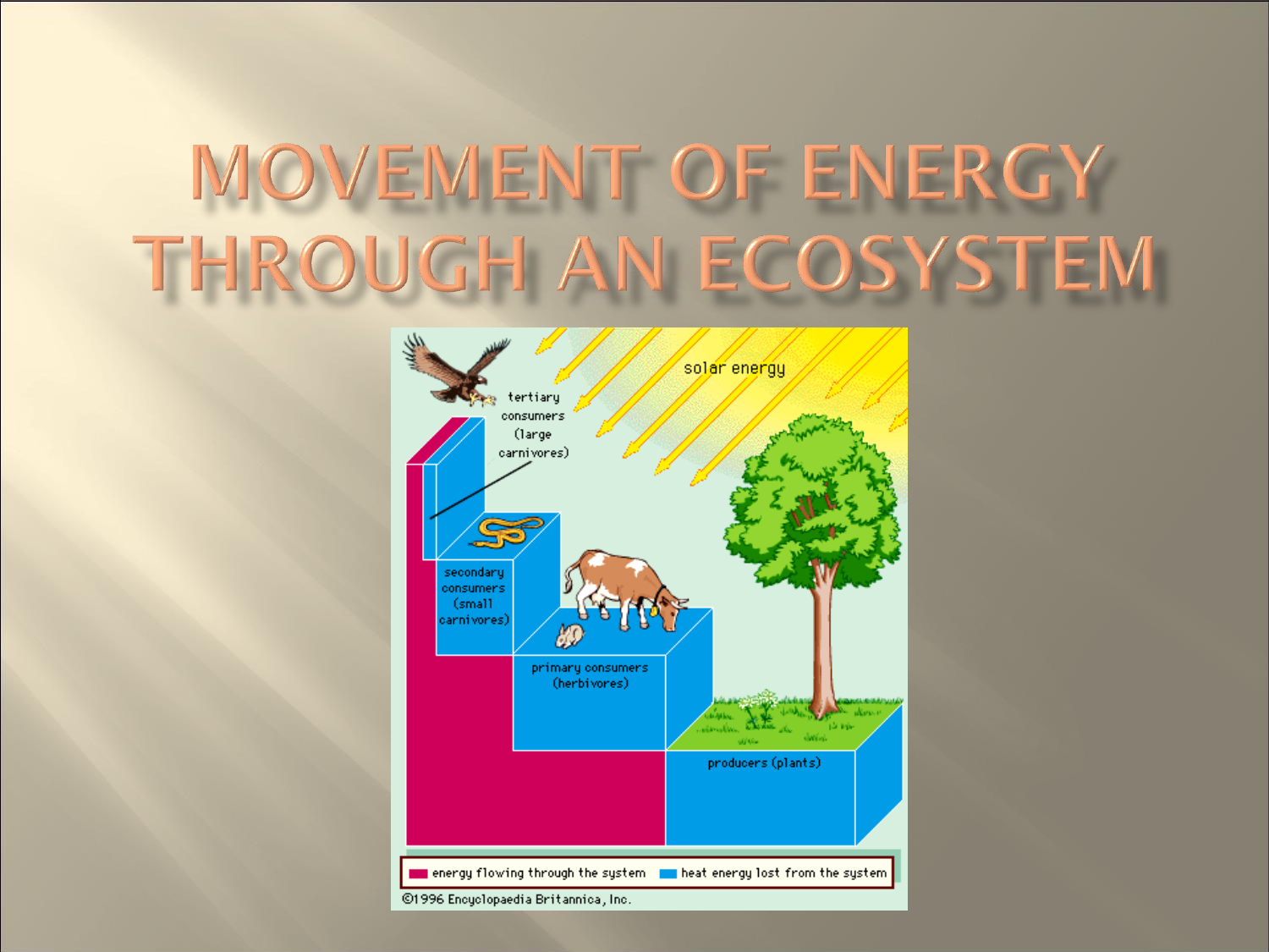 9261819 - Energy Transformations In Organisms Are Always Associated With
