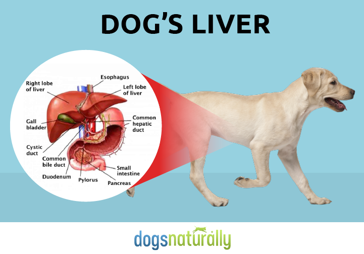 My Dogs Liver Enzymes Are High