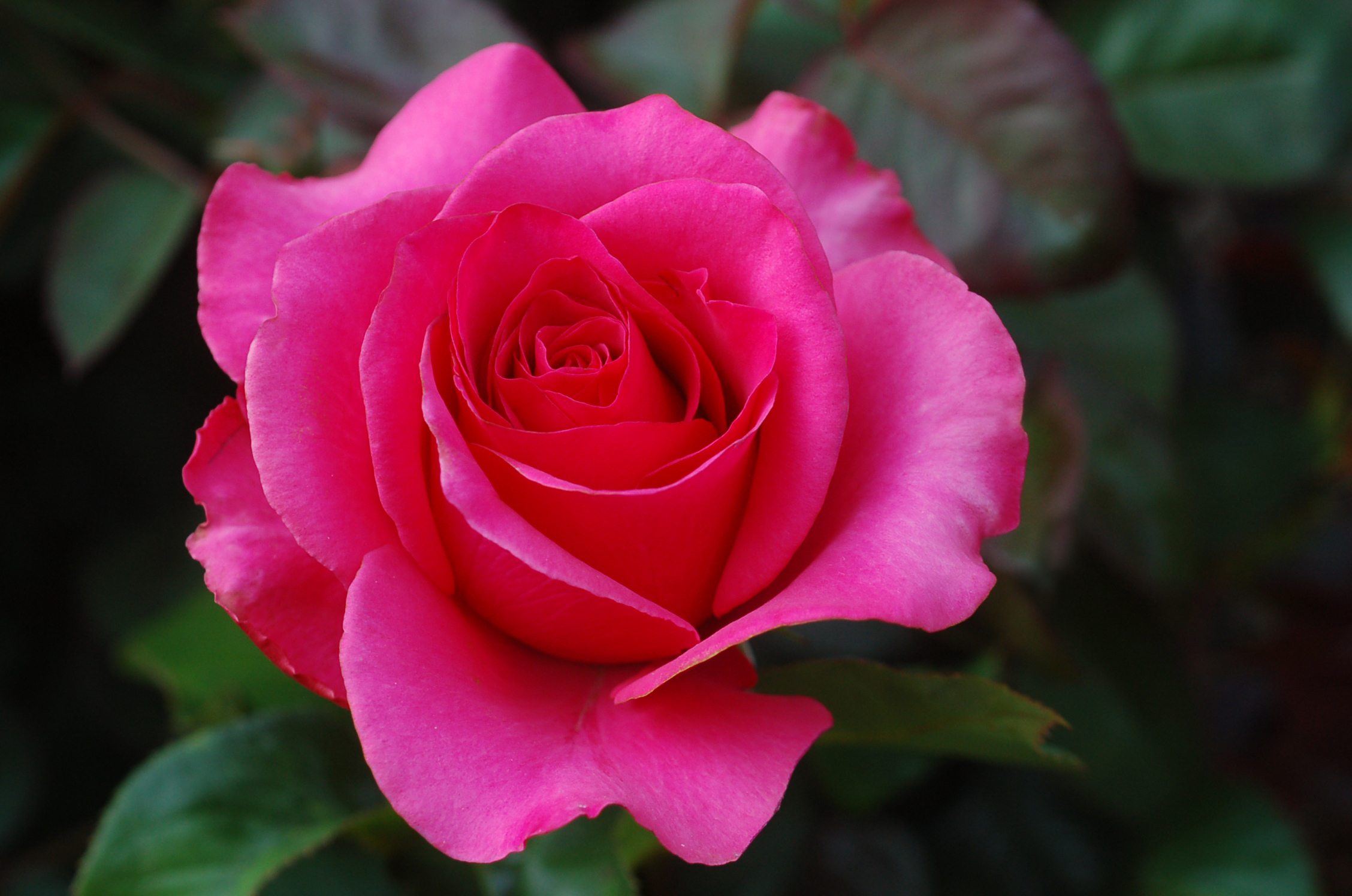 A rose is a rose - Roses Photo (20581060) - Fanpop - Rose Senior Living Farmington Hills Michigan