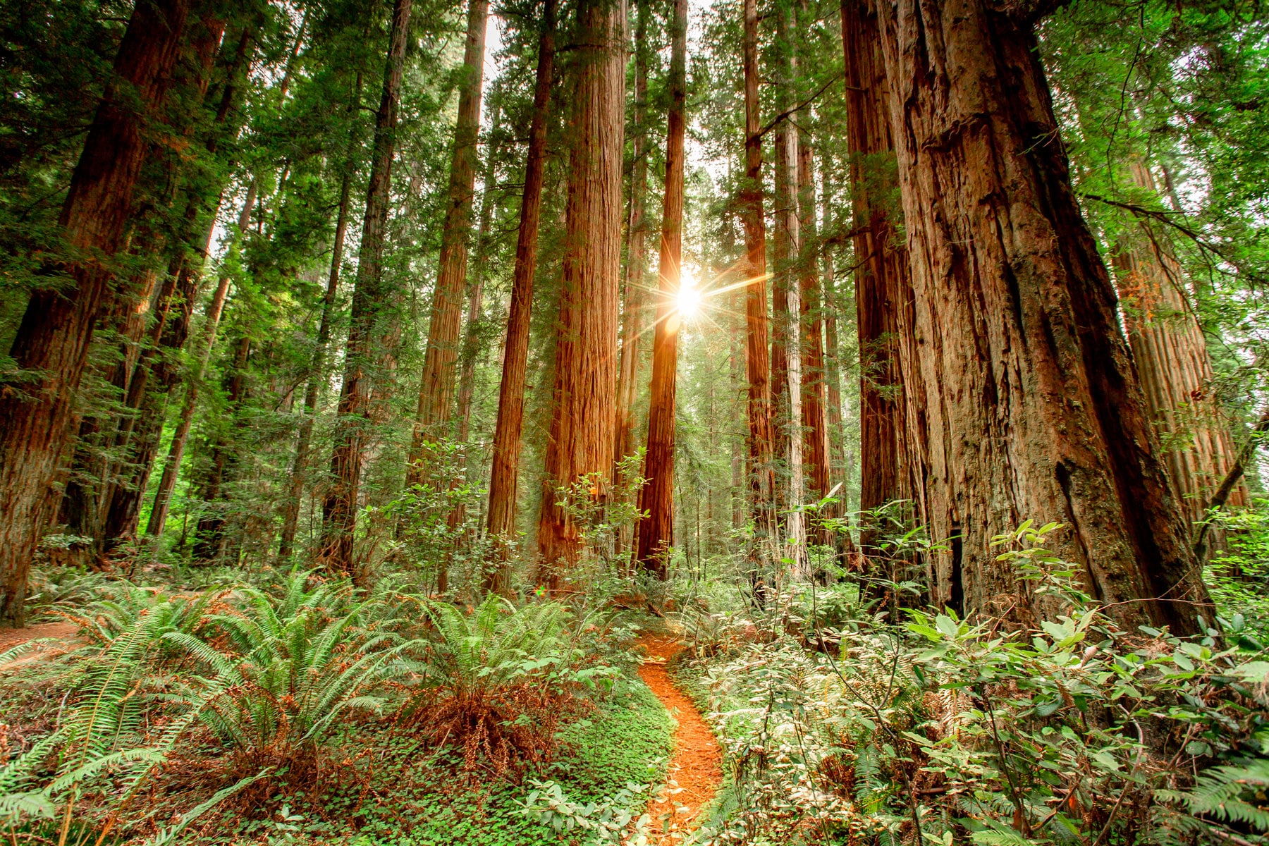 A (VERY) Helpful Redwood National Park Guide (w/ Photos + Video) - Redwood Louisville Bardstown Bluff Road Photos