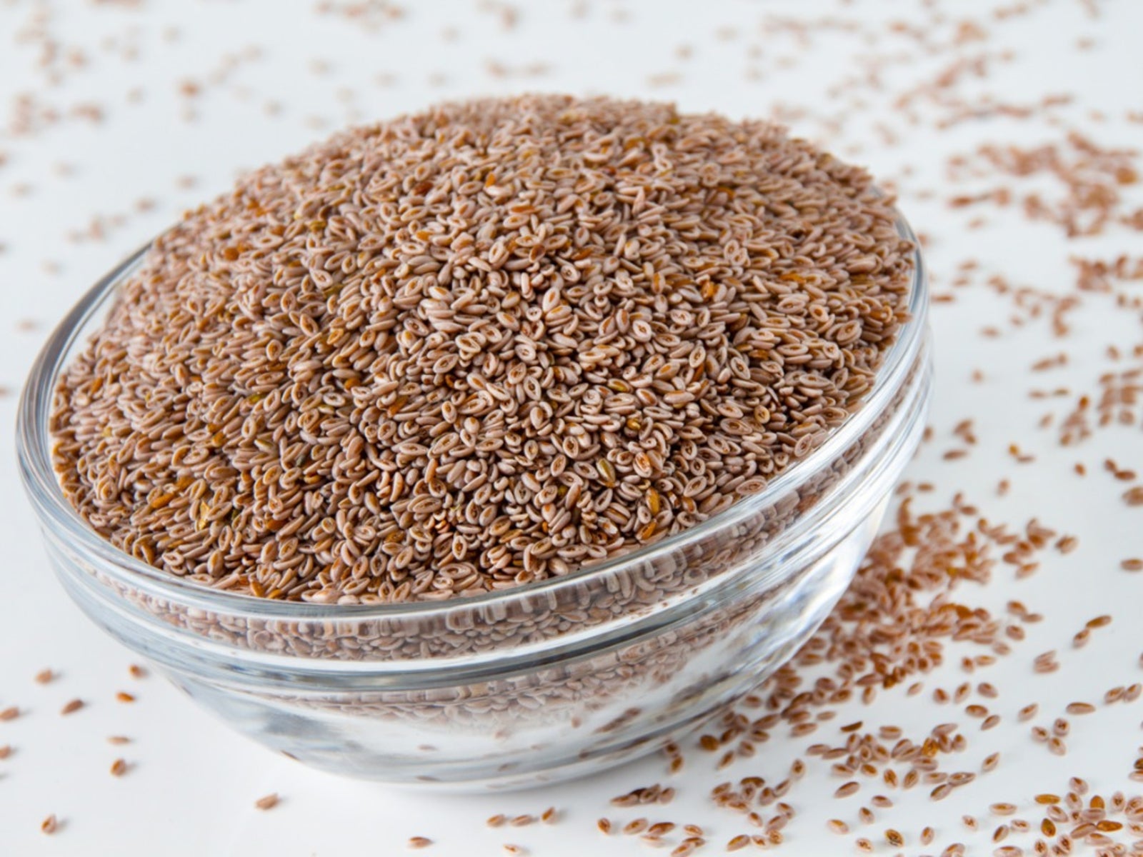 About Psyllium Indianwheat Plants: Information On Psyllium Plant Uses - Psyllium Husk Powder Where To Buy