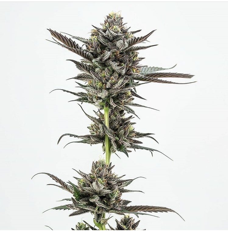 About — Superior Selections - Superior Strains Recreational Thc Dispensary Reviews
