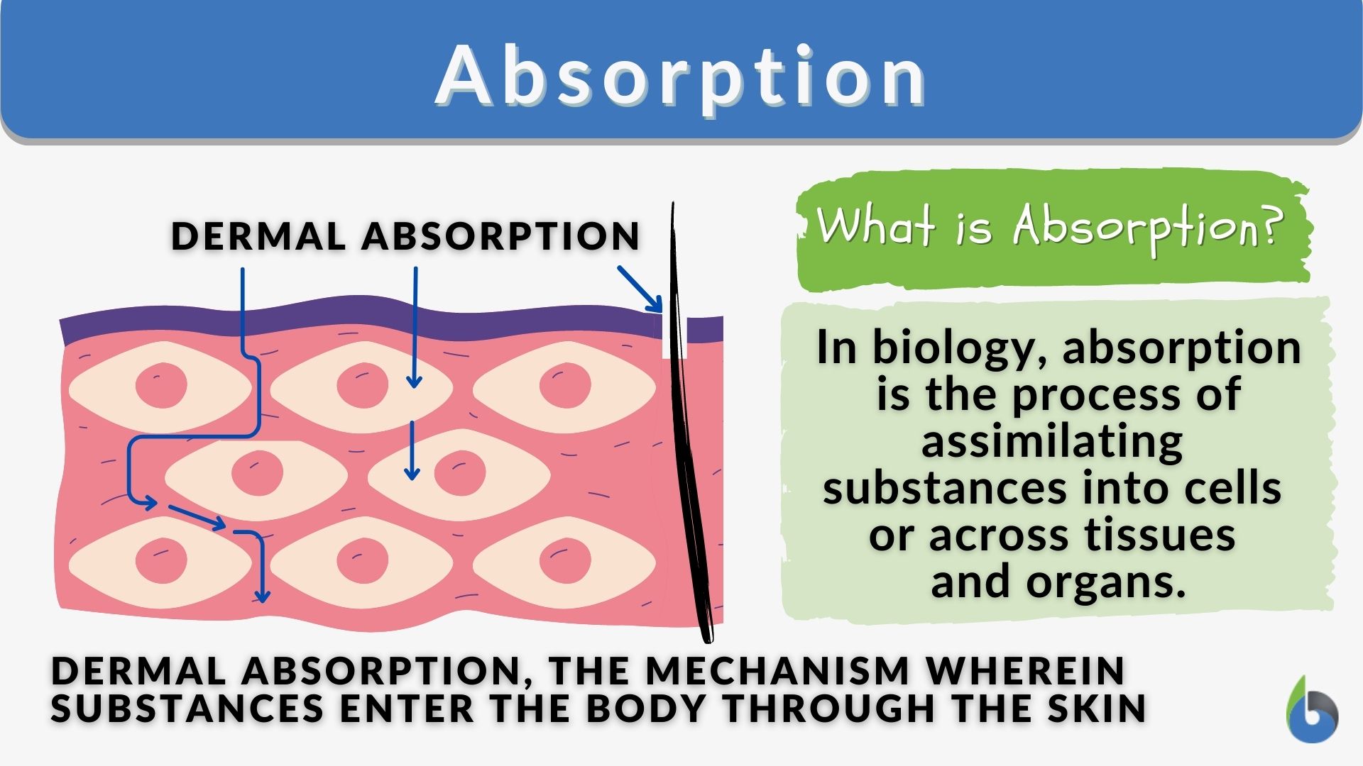 Absorption - Definition and Examples - Biology Online Dictionary - Absorption Of Vitamin B12 Requires The Presence Of: