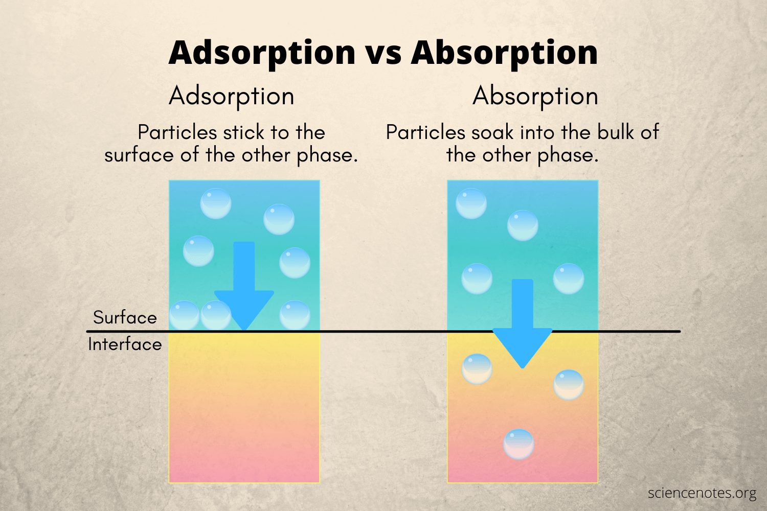 Absorption Of Vitamin B12 Requires The Presence Of: