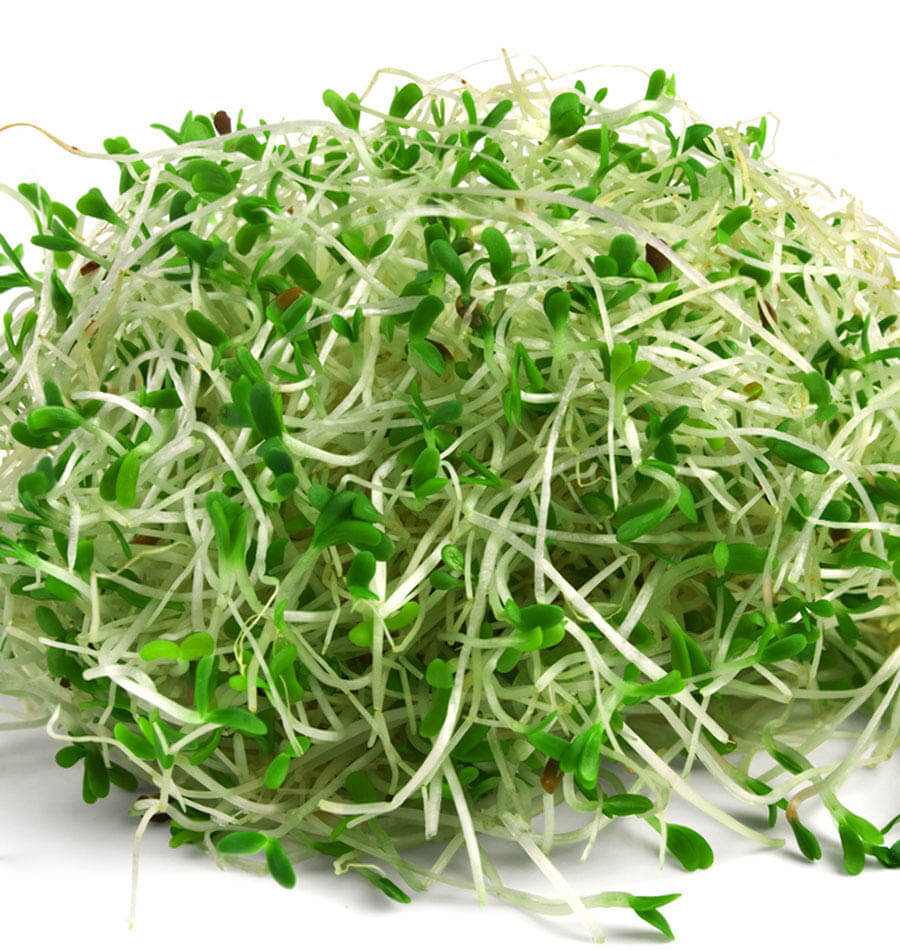 Alfalfa Hay Price Per Ton 2024