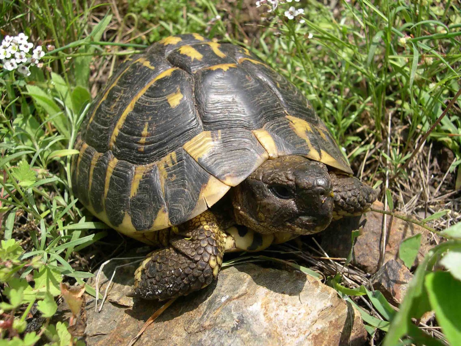 All About Animal Wildlife: Tortoise Images and Information - Tortoise Power And Energy Infrastructure Fund Inc