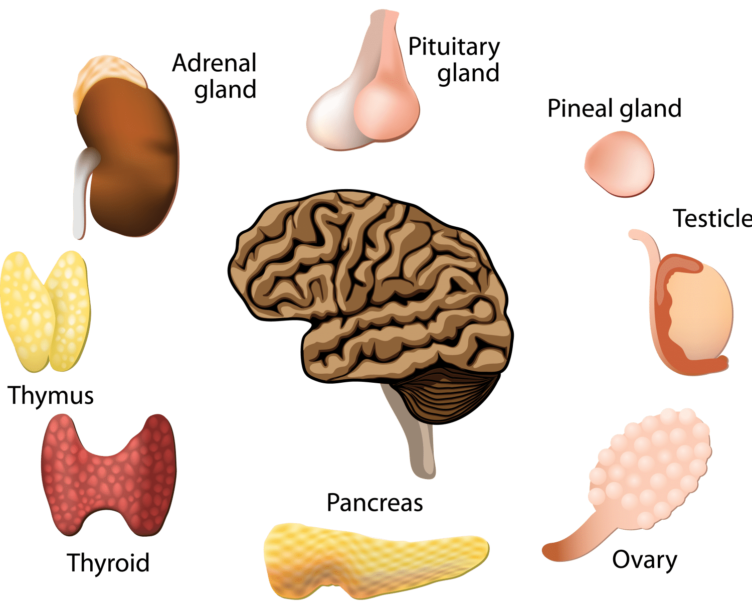 Hormones Heal Reviews Complaints Consumer Reports