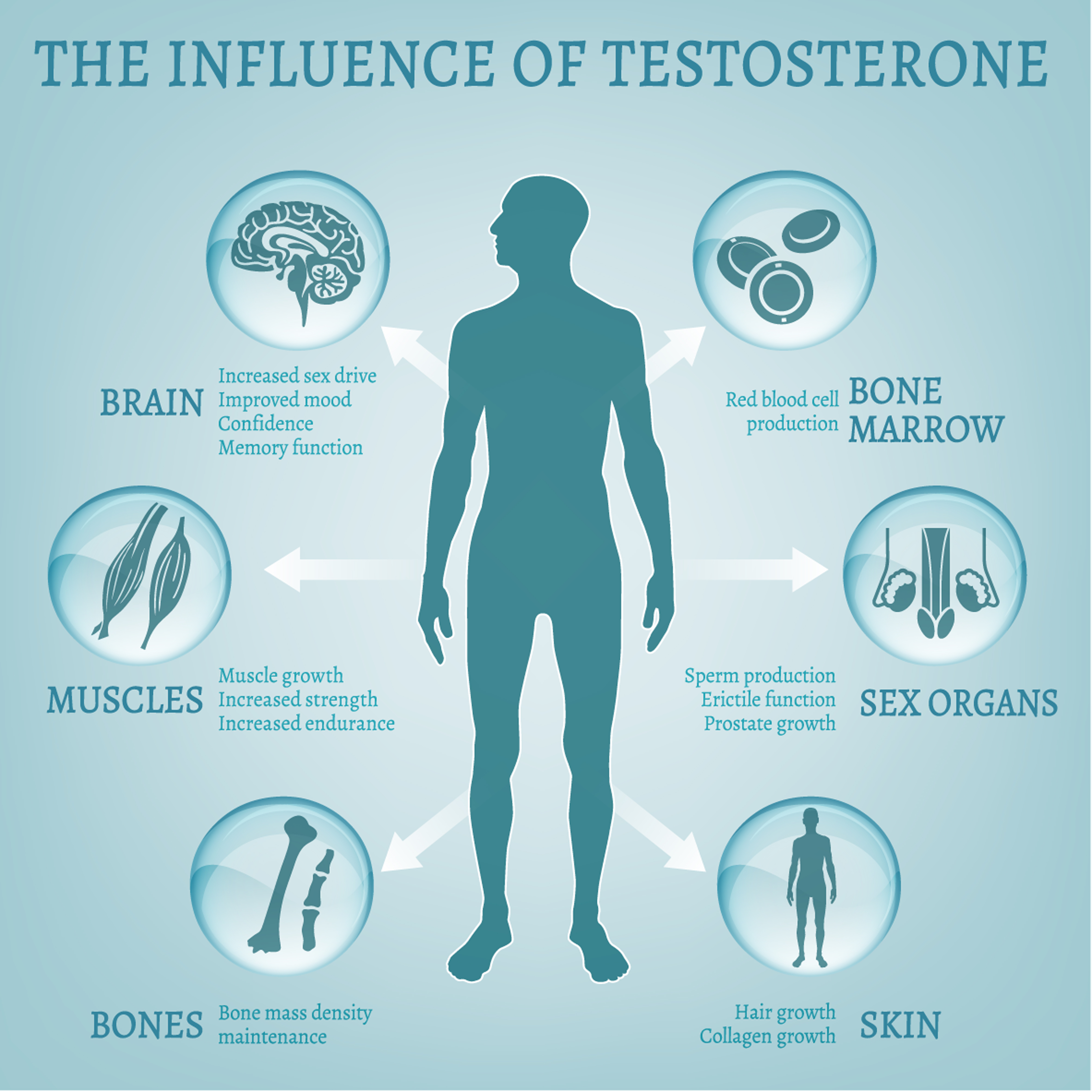 All About Testosterone Therapy | American HGH Clinics - Testosterone And Deca Cycle For Beginners