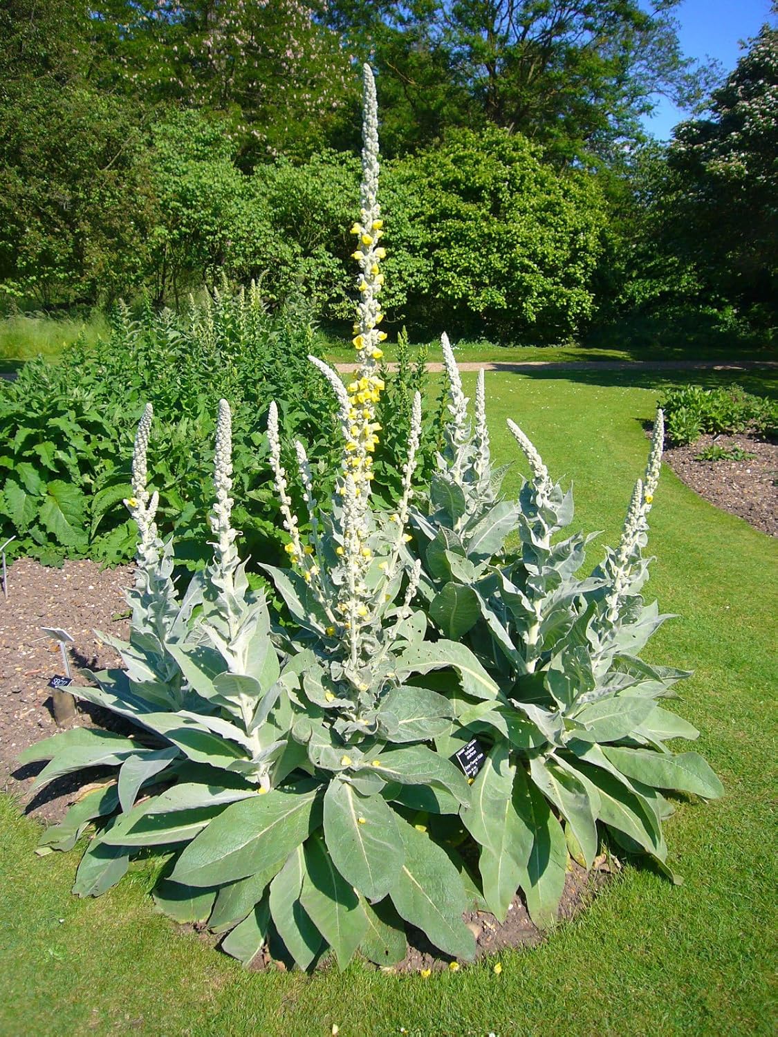 Amazon.com : Bulk 100 Seeds Mullein Seed Ornamental Plant Flowering - Mullen Automotive Stock Price Prediction 2024